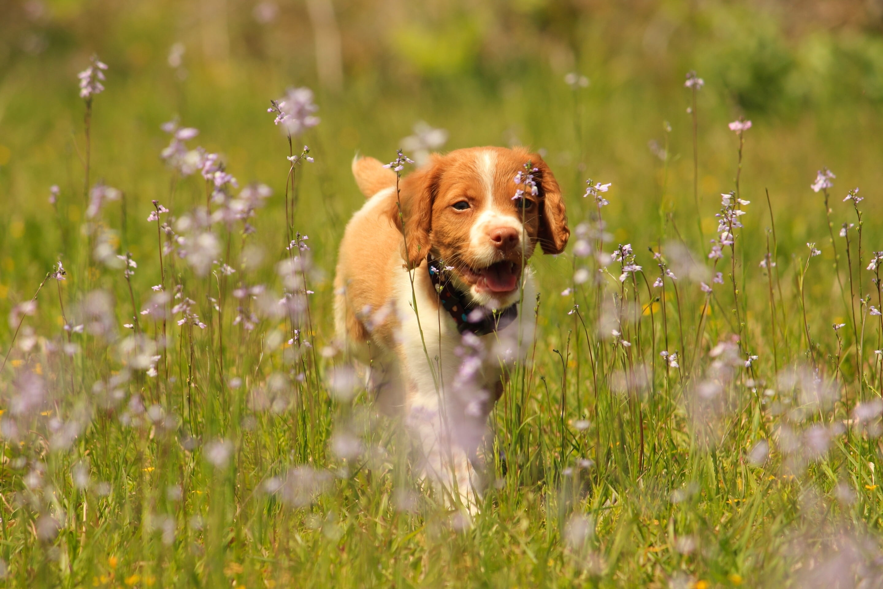 animal, outdoors, selective focus, canine, pointing dog, one animal, flower, animal themes, purebred dog, Epagnol Breton, animal head, flowering plant, HD Wallpaper