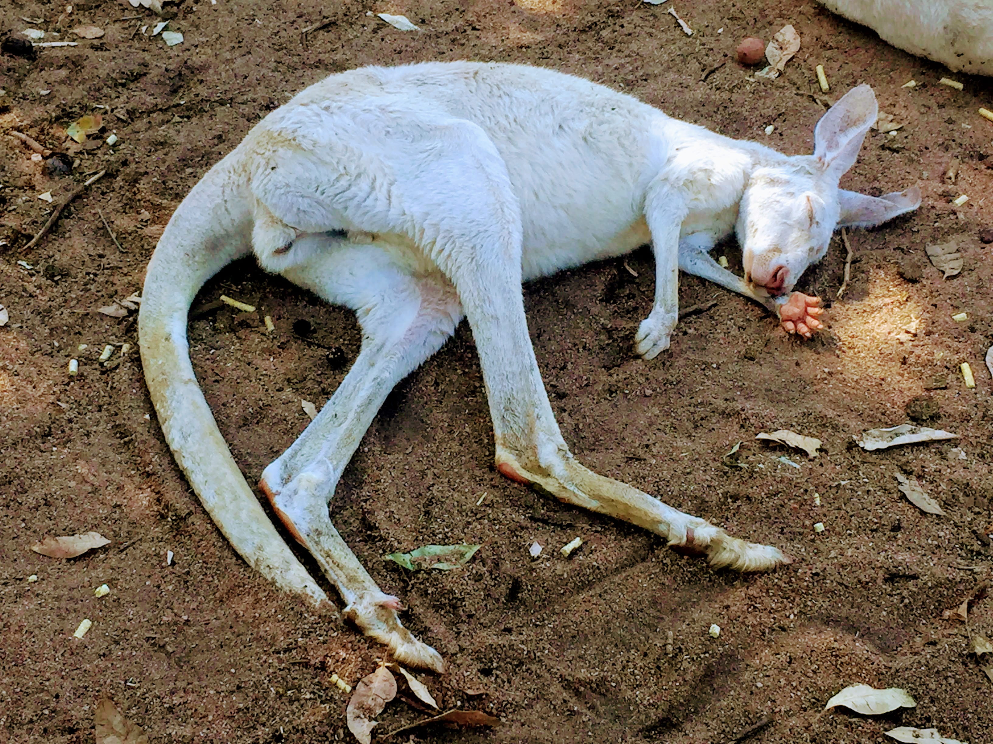 domestic animals, mammal, relaxation, field, whiteman, kangaroo, pets, high angle view, outdoors, white color, nature, livestock, domestic, dirt, animal, HD Wallpaper