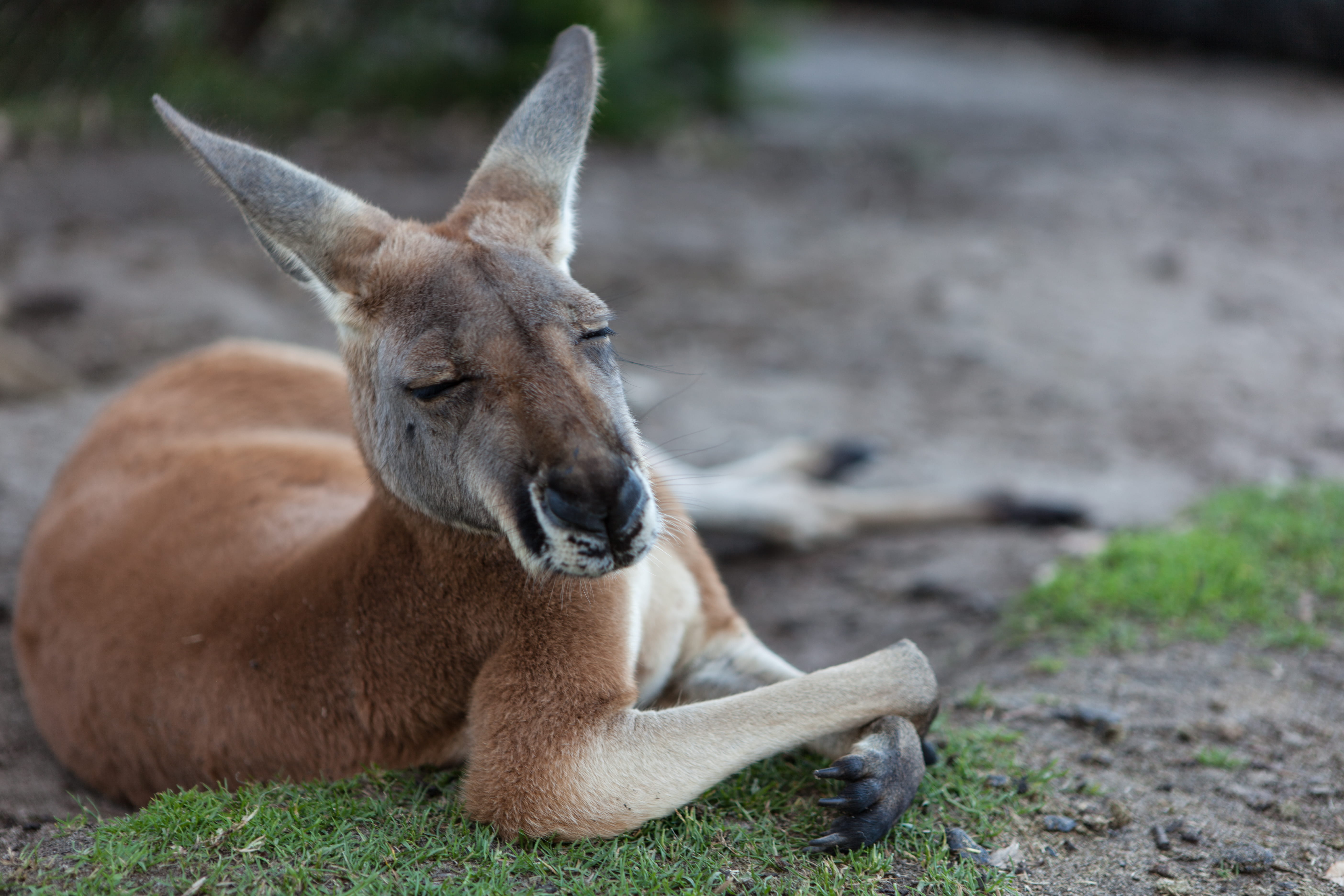 animal wildlife, lying down, grass, outdoors, caversham, animals in the wild, no people, 5K, caversham wildlife park, one animal, marsupial, nature, day, HD Wallpaper