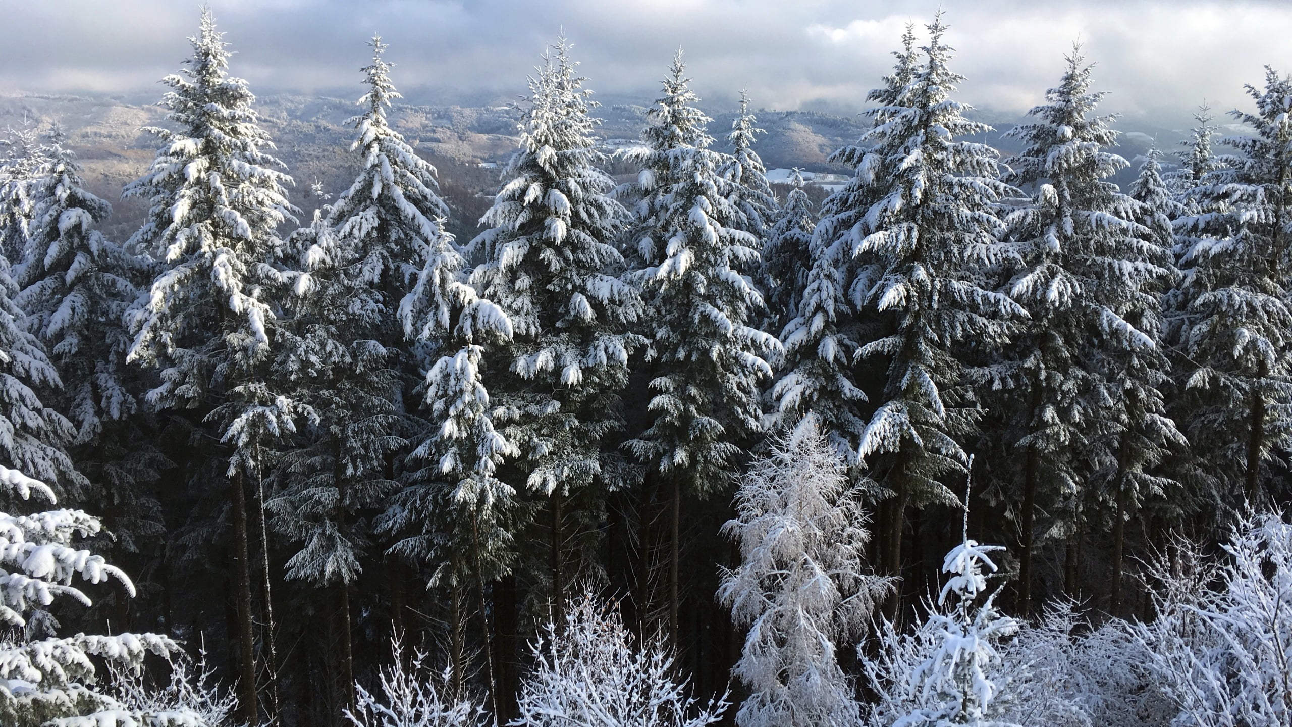 trees, snow, pine woodland, forest, day, nature, 2K, floral, pine tree, land, beauty in nature, clouds, frozen, outdoors, plant, tranquility, white, tranquil scene, HD Wallpaper
