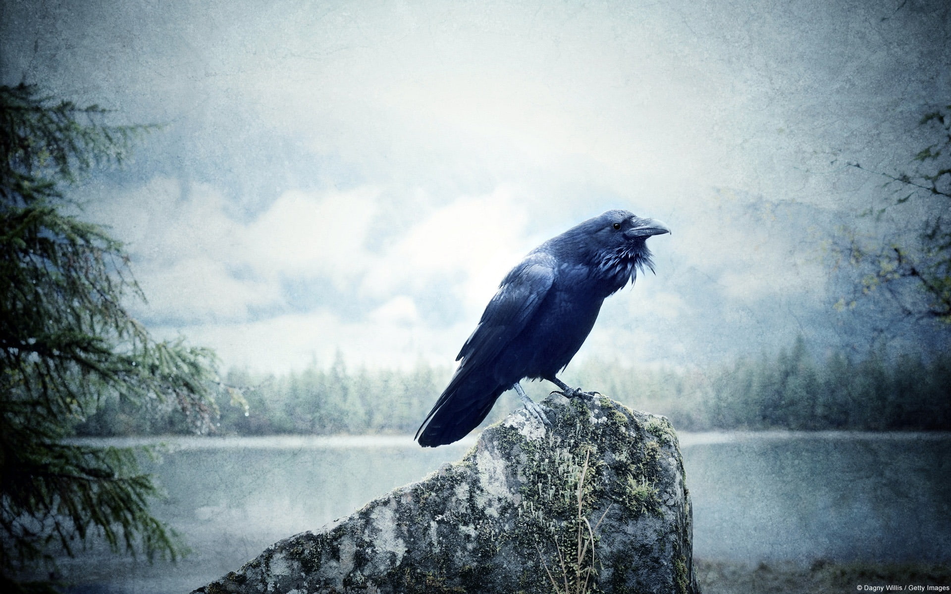 blue, bird, windows, day, wilderness, animals in the wild, water, rock, nature, animal wildlife, animal themes, perching, hd, no people, 1080P, HD Wallpaper