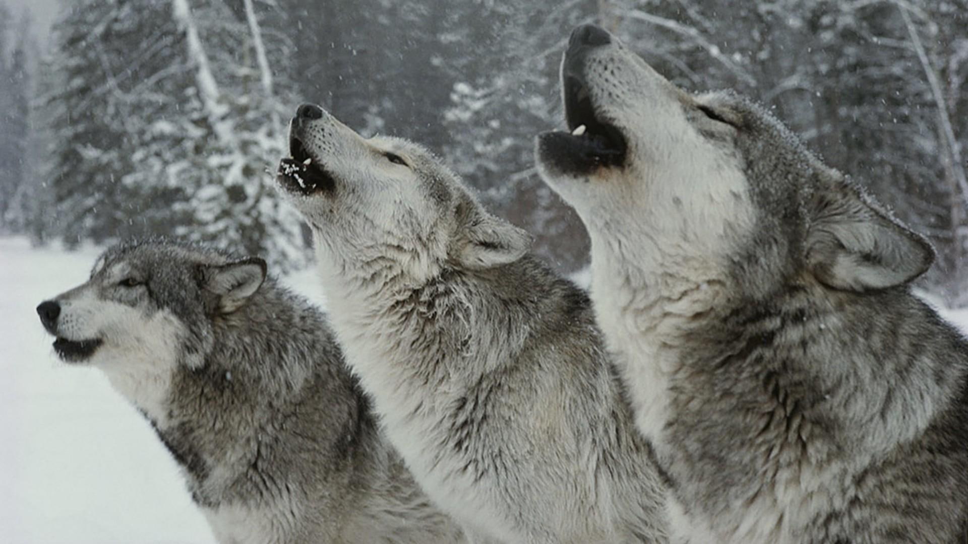 wolf, wilderness, wildlife, 1080P, wolfdog, HD Wallpaper