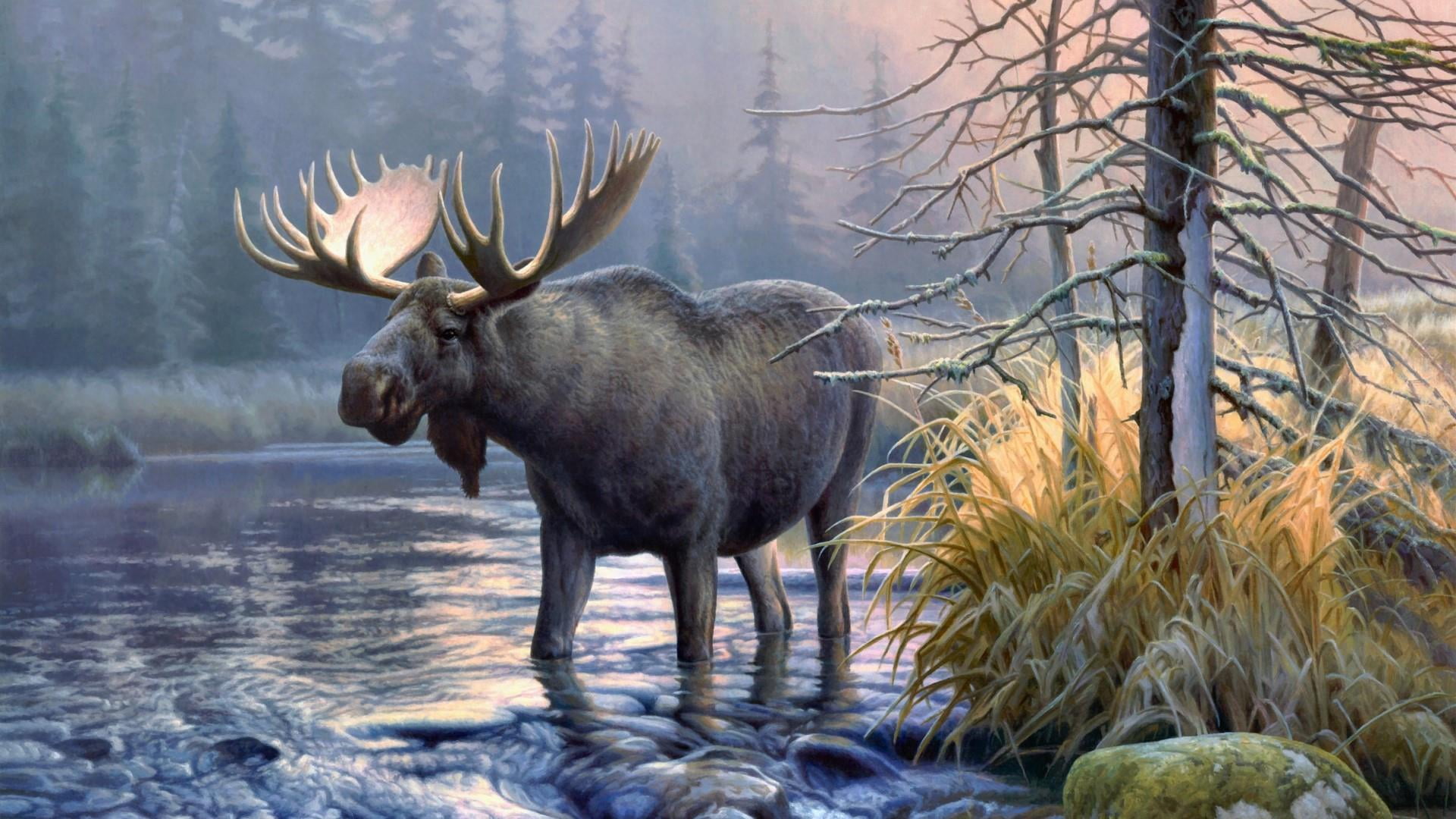 male animal, moose, lake, mammal, day, animals in the wild, tree, nature, herbivorous, wildlife, wilderness, antler, plant, no people, water, animal wildlife, HD Wallpaper