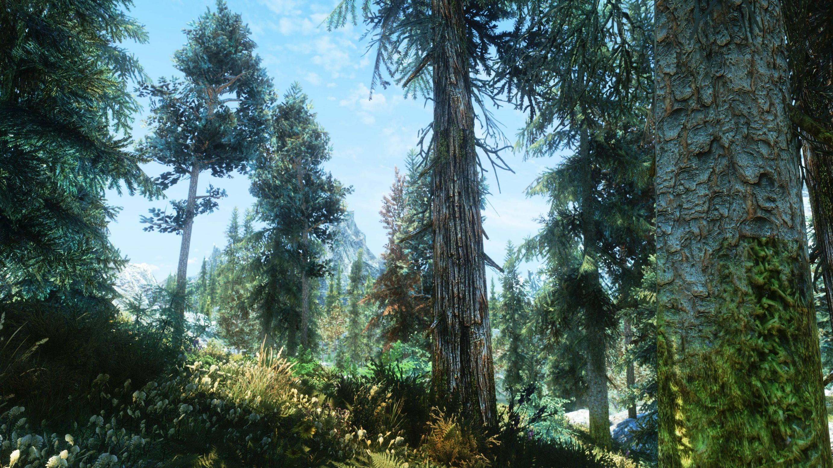 forest, landscape, 2K, The Elder Scrolls V: Skyrim, ENB, The Elder Scrolls, HD Wallpaper