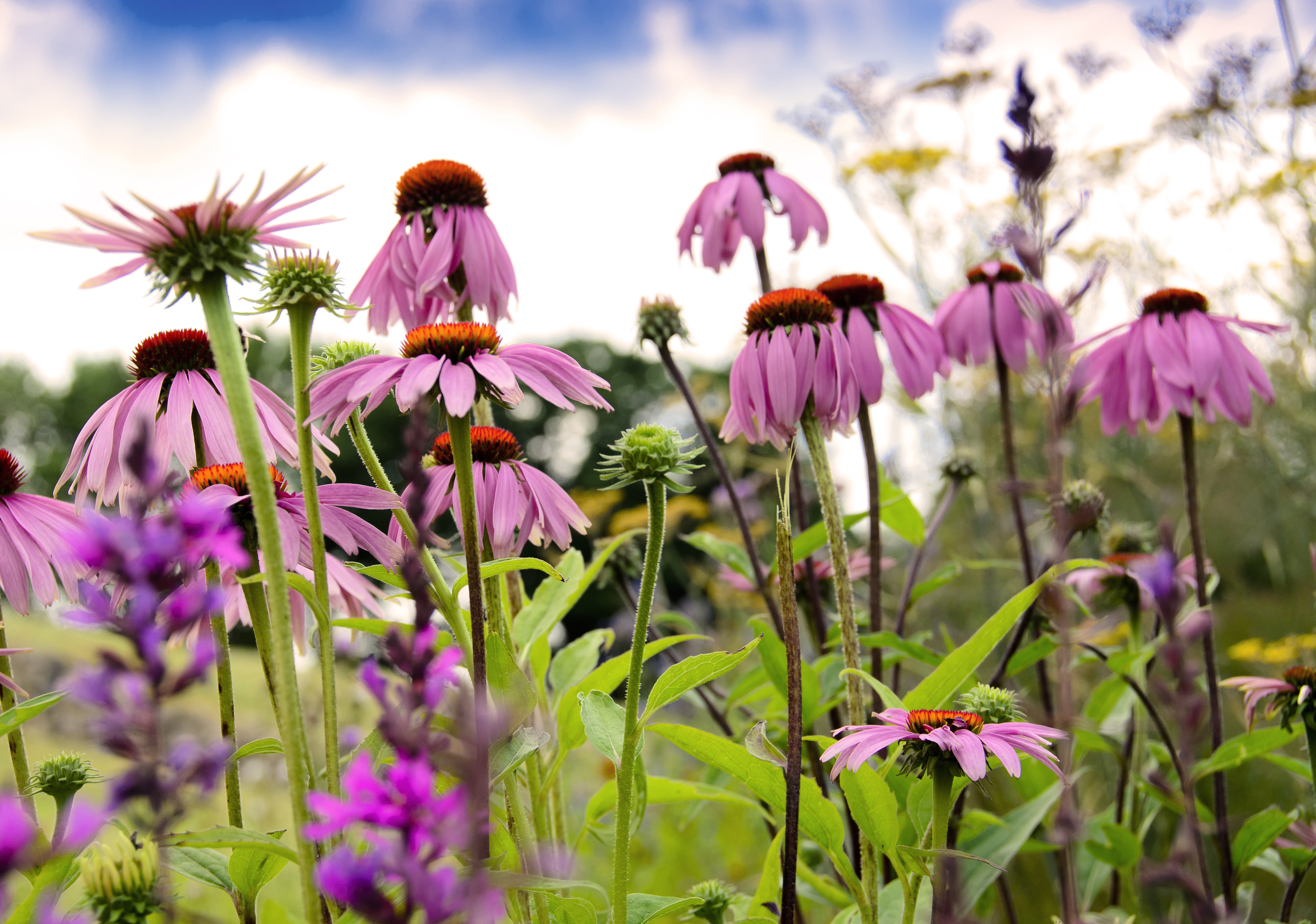 pink, petal, daisy, nature, plant, summer, 4K, beauty In Nature, outdoors, flower, daytime, red  green, HD Wallpaper