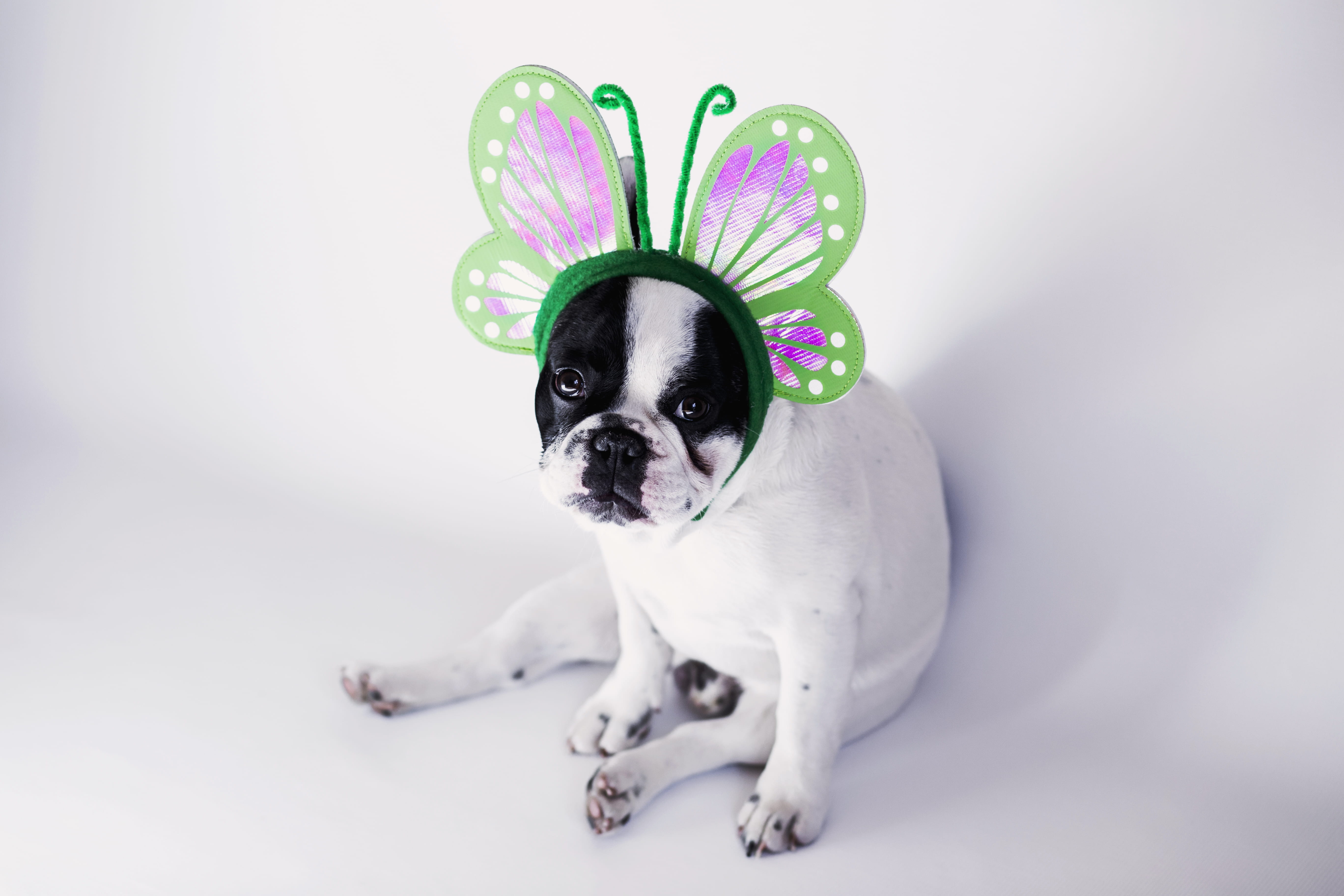 pets, butterfly, domestic animal, short, animal, looking, cute, white color, no people, animal themes, puppy, band, portrait, canine, indoors, dog, pup, HD Wallpaper