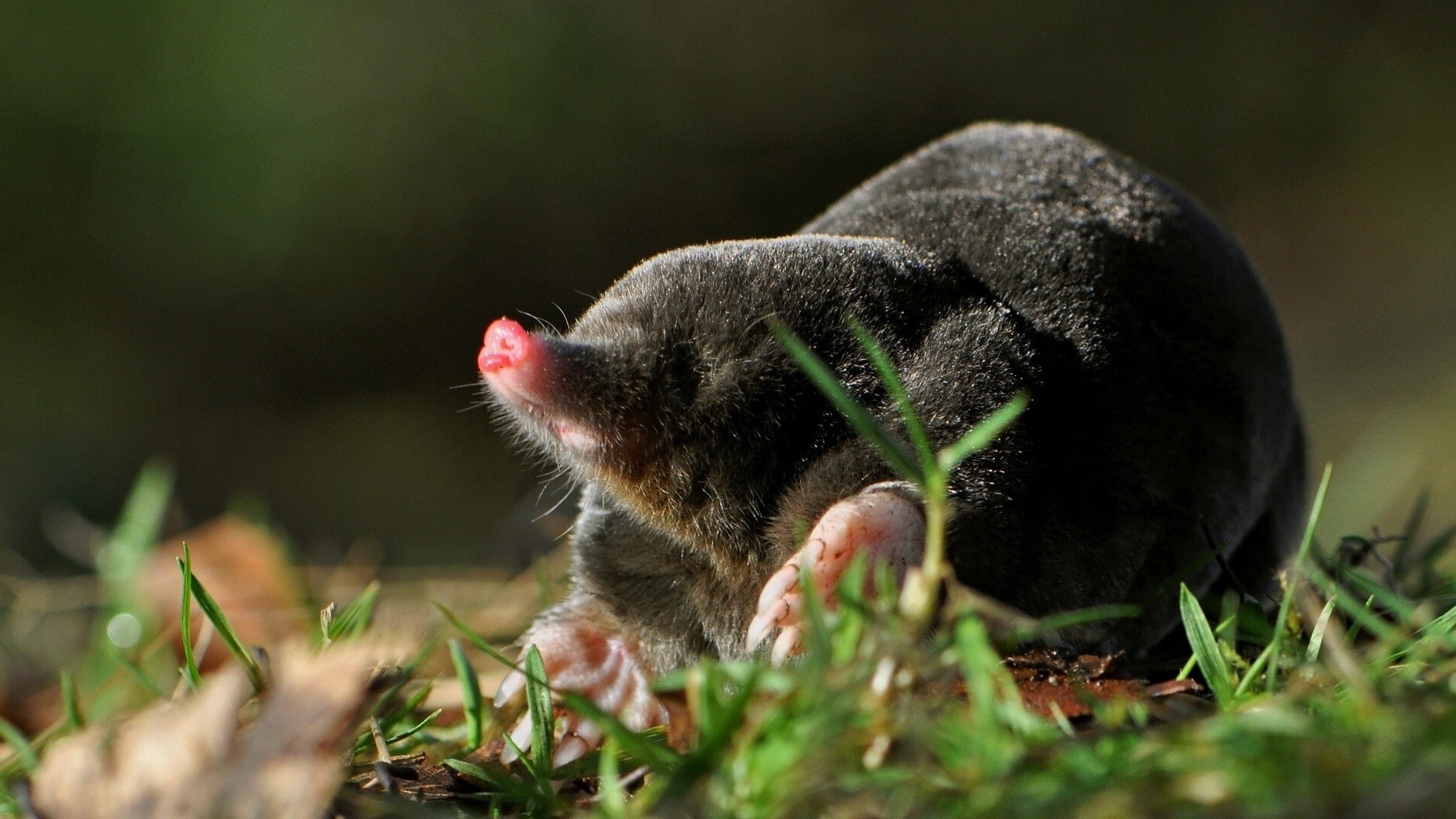 1080P, grass, animals, moles, HD Wallpaper