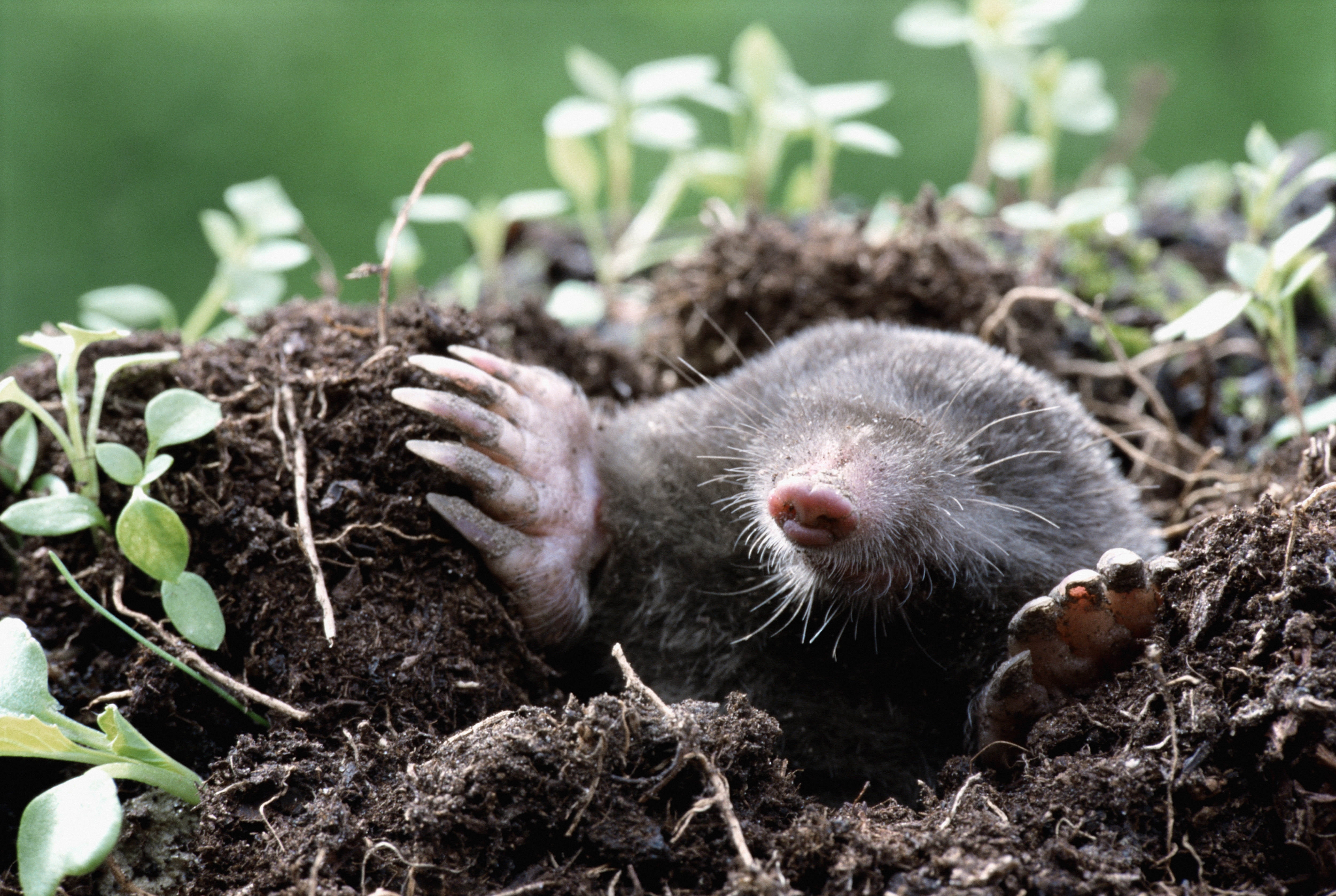 cute, vertebrate, animals in the wild, plant part, land, one animal, rodent, plant, focus on foreground, dirt, no people, 4K, earth, day, mole, animal themes, HD Wallpaper
