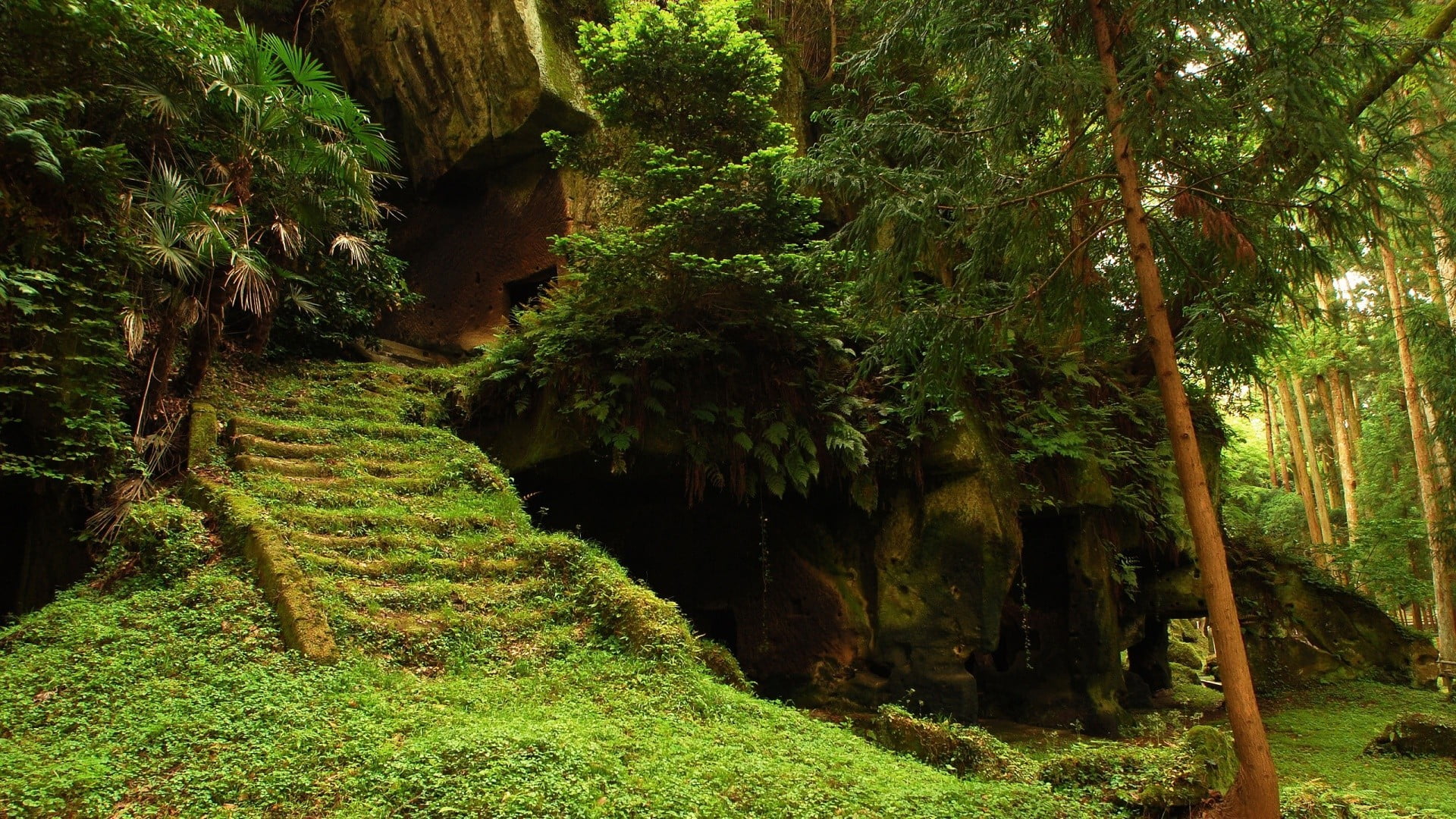 1080P, stairs, trunk, photo, scenics - nature, land, outdoors, growth, foliage, non-urban scene, tree, green color, day, plant, rainforest, caverns, beauty in nature, HD Wallpaper
