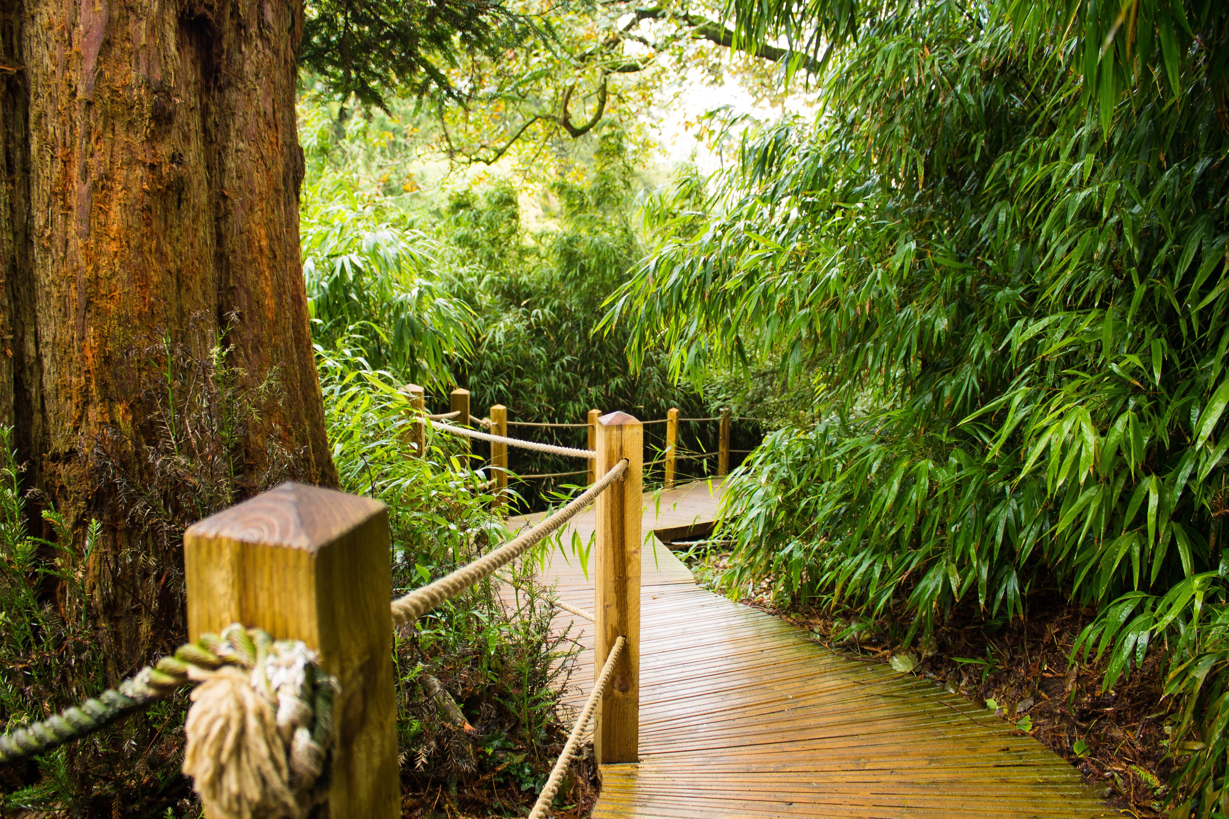 nature, overgrown, UK, The Lost Gardens Of Heligan, Photoshop, landscape, 4K, HD Wallpaper