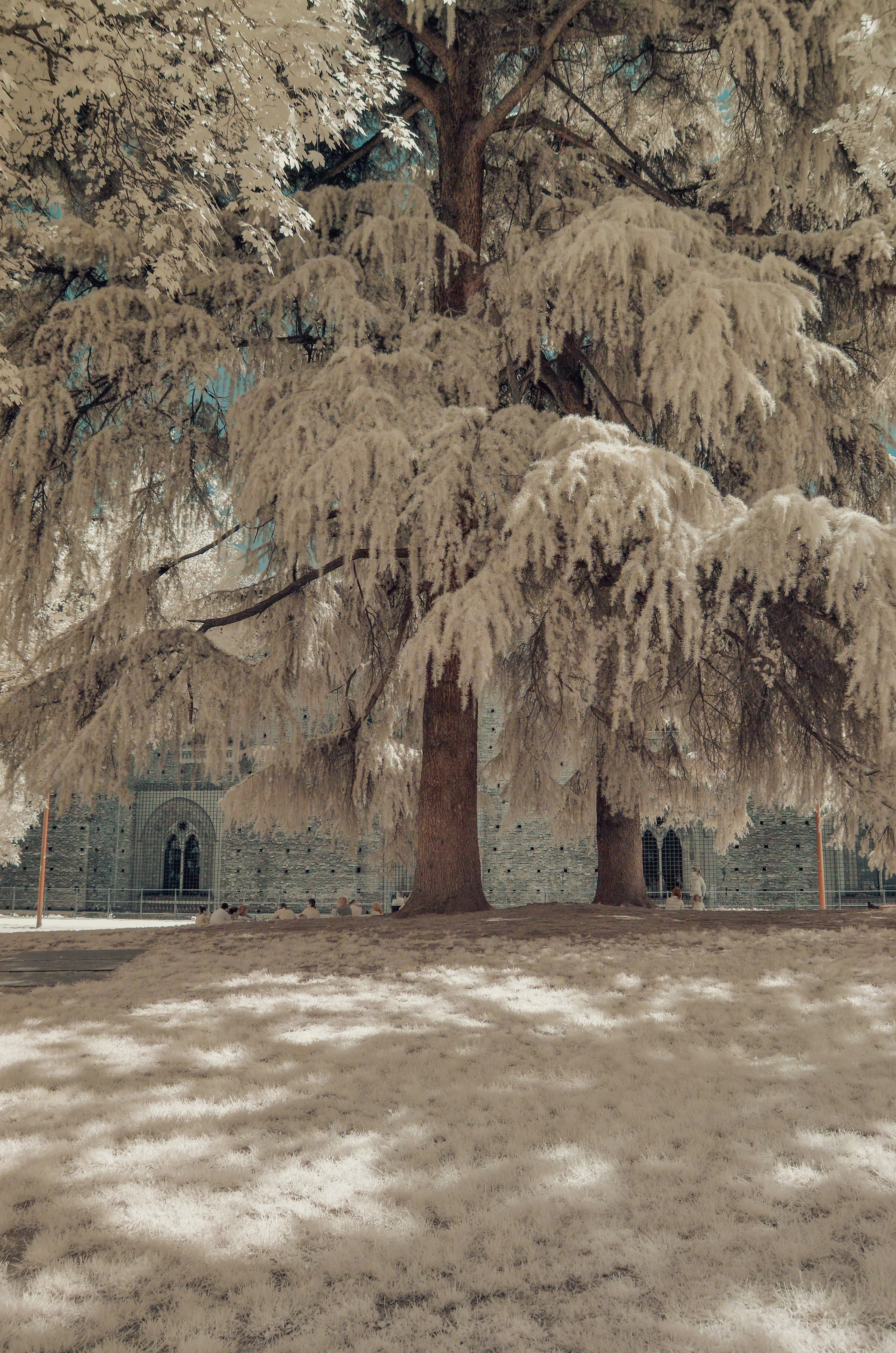 arid climate, snow, cold temperature, building, landscape, 4K, tranquil scene, plant, no people, italy, sempione park, built structure, milano, bare tree, Phone HD Wallpaper