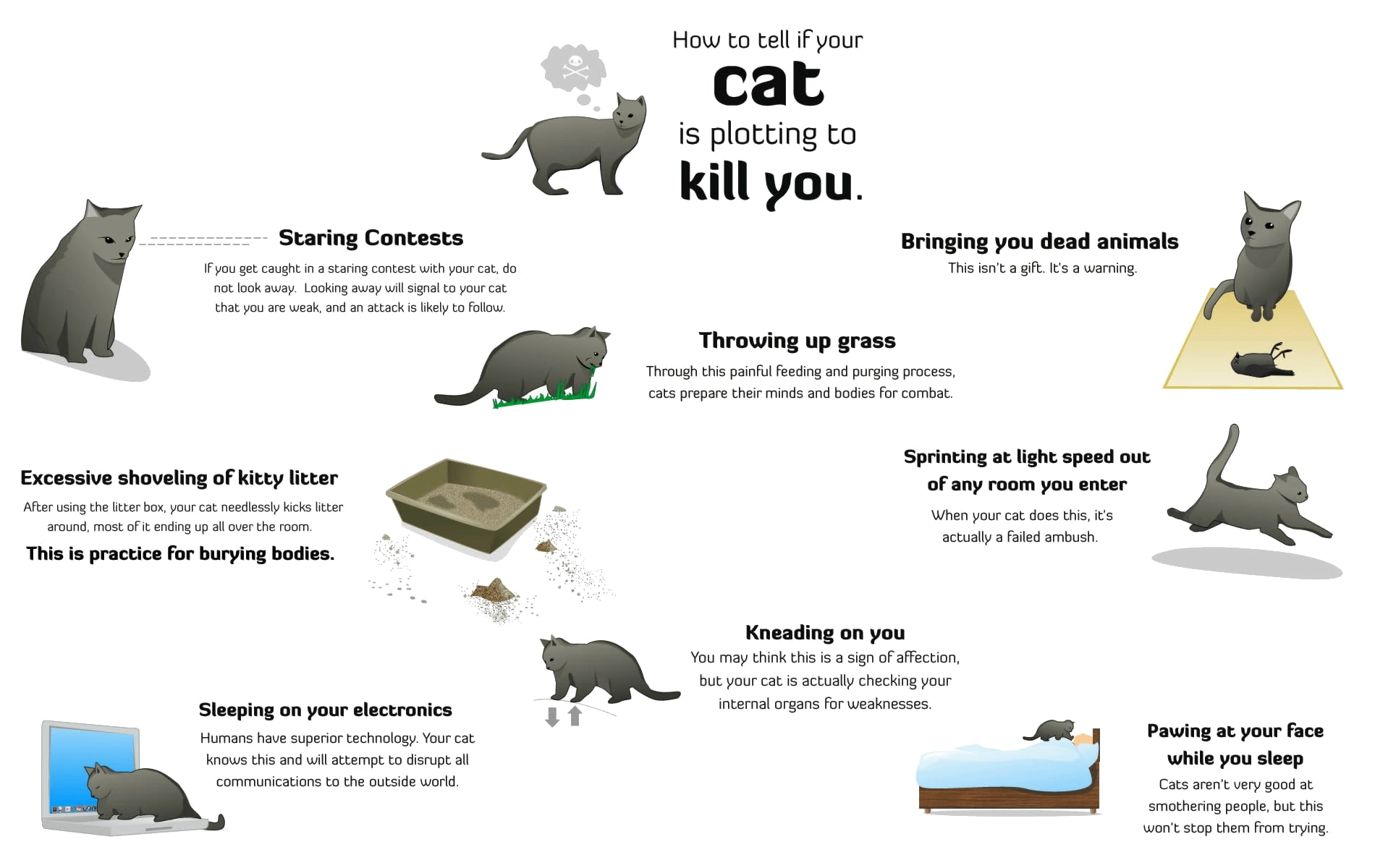 720P, x, humor, funny, bobcats, guides, cats, animals, hd, infographics, art, HD Wallpaper