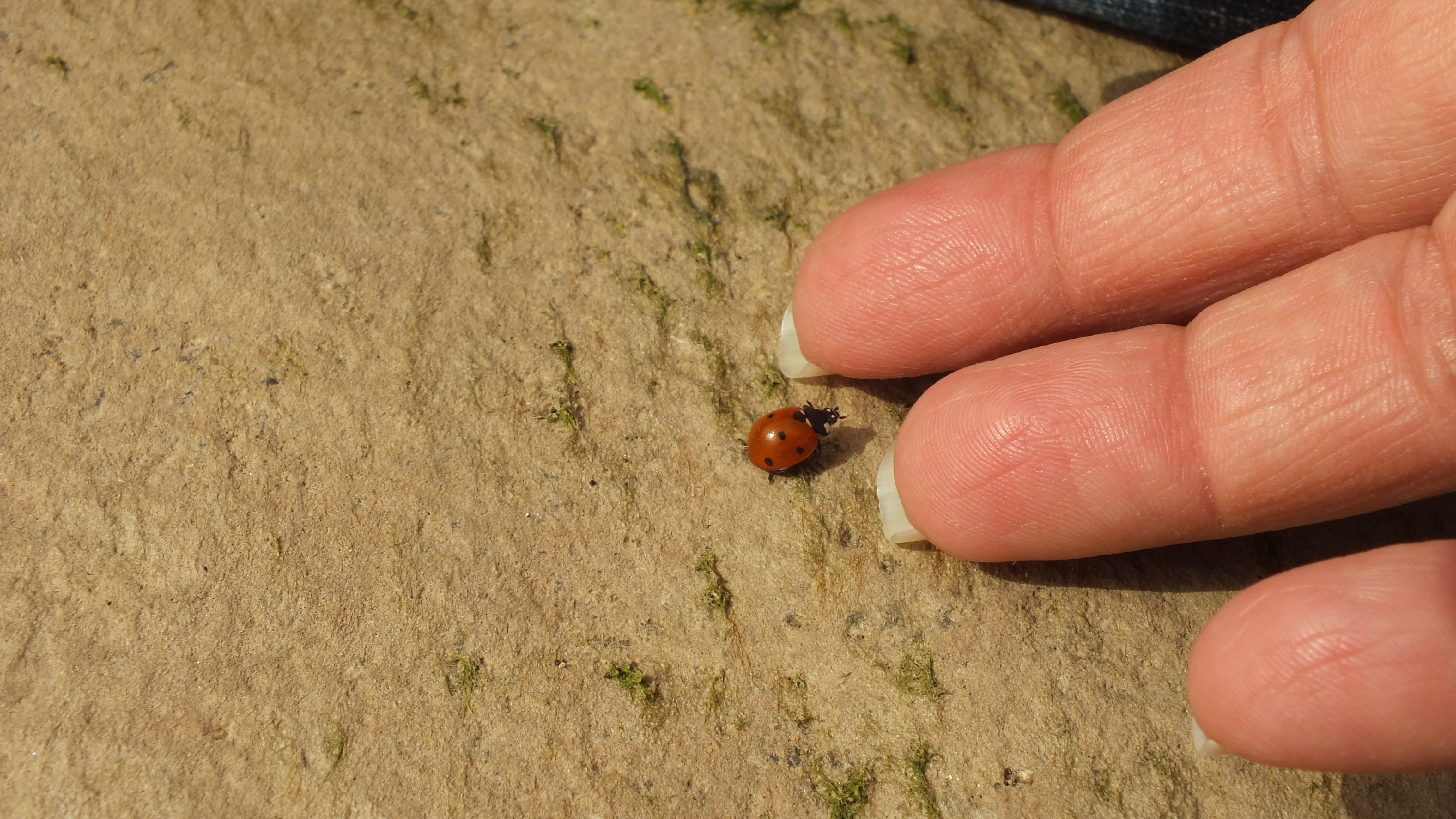 one person, animals in the wild, insect, land, beach, sand, perth moses, hand, outdoors, love, friendship, animal wildlife, day, body part, ledybug, 4K, HD Wallpaper