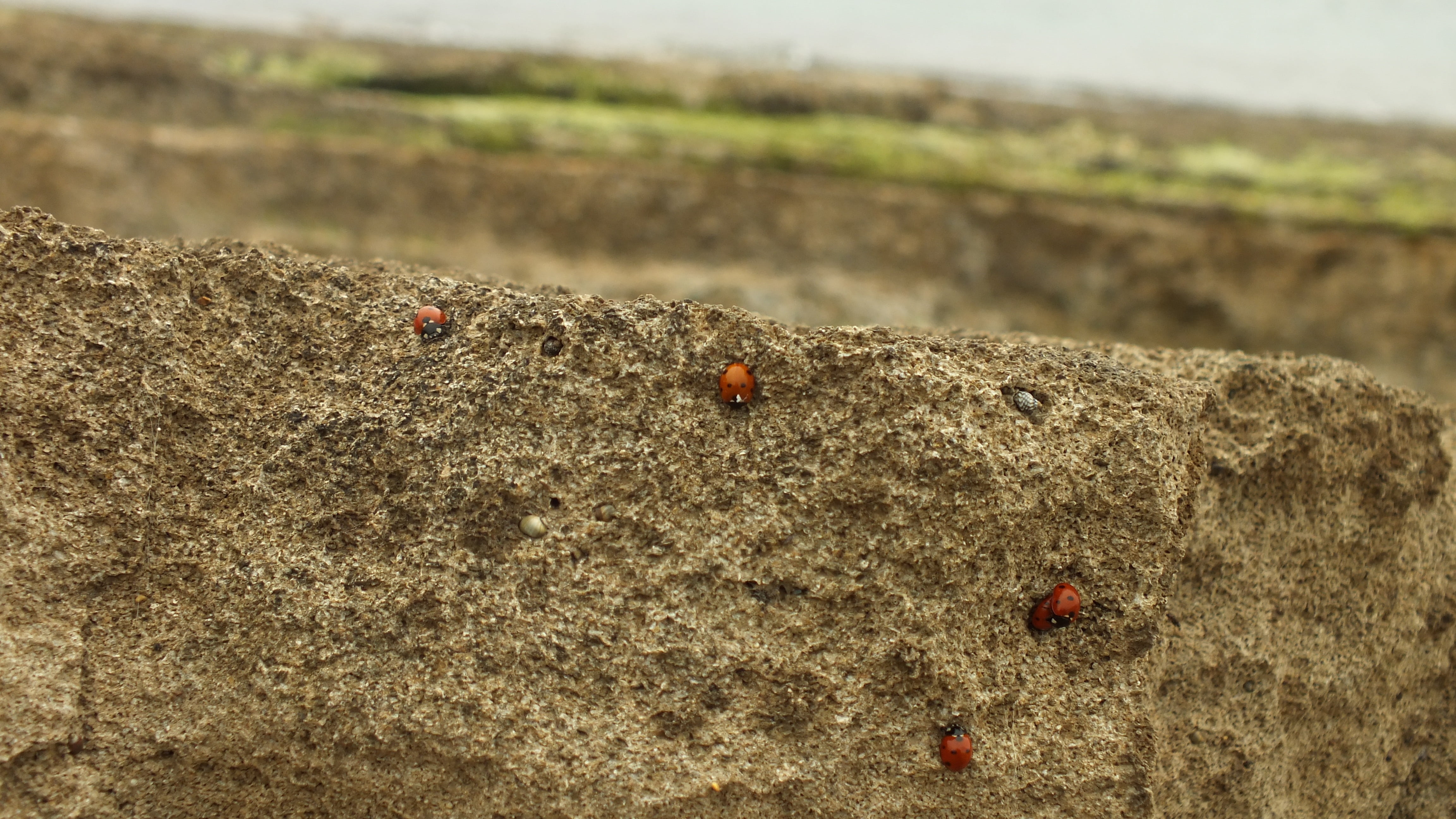 natural, rock, outdoors, day, beetle, animal themes, macro, one animal, close-up, land, animal wildlife, small, view, animal, focus on foreground, insect, HD Wallpaper