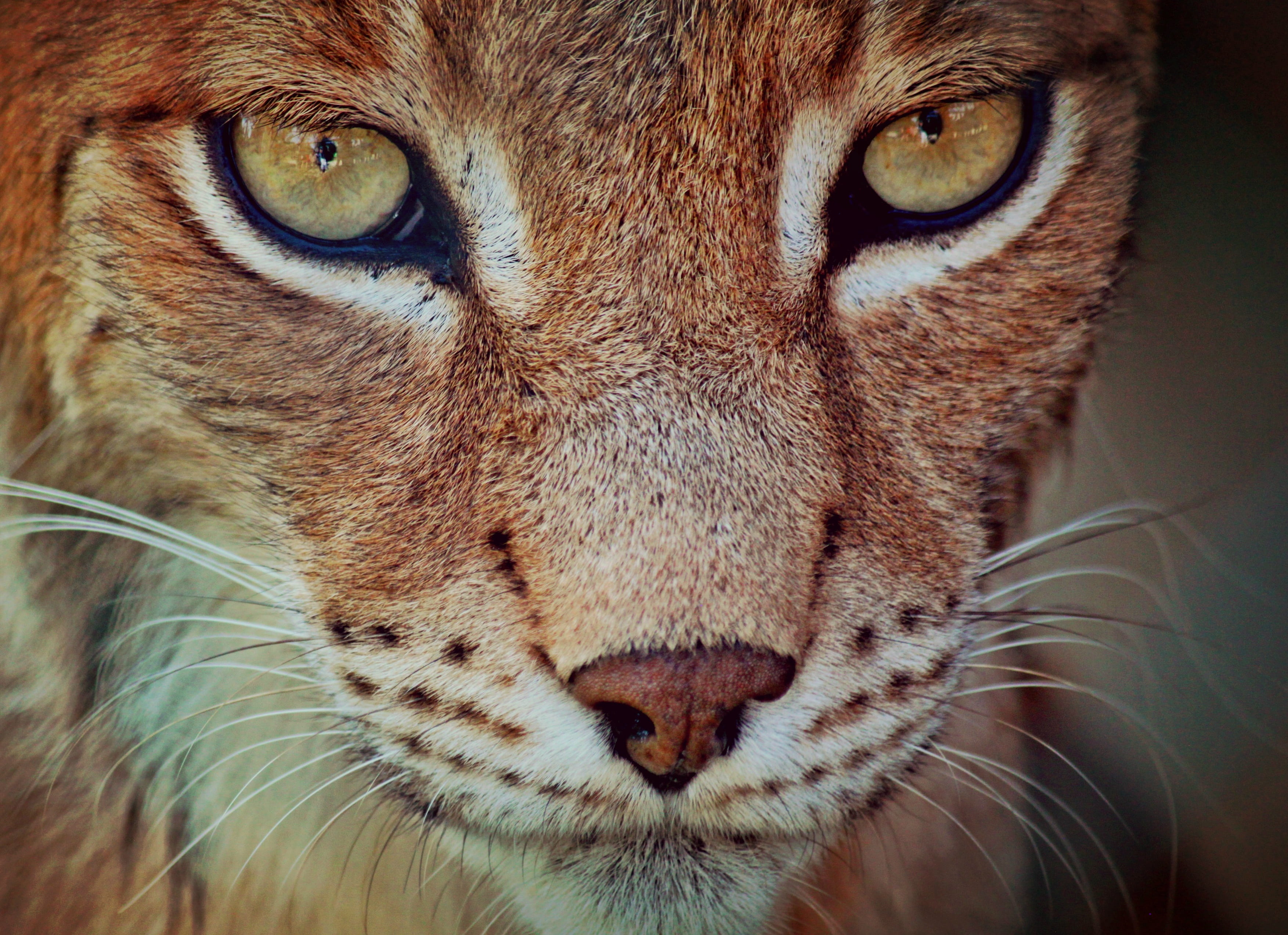 animals in the wild, animal wildlife, big cat, beard hair, photography, closeup, portrait, wildlife, animal eye, animal portrait, animal body part, domestic animals, HD Wallpaper