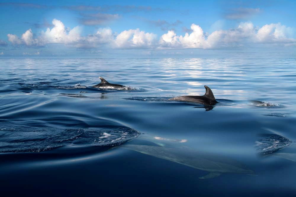 water, blue, dolphin, A womans heart, colours, explore, fun, animals, green garden, europe, image, black, fantastic, mammal, sky, city, sea, secrets, friends, HD Wallpaper