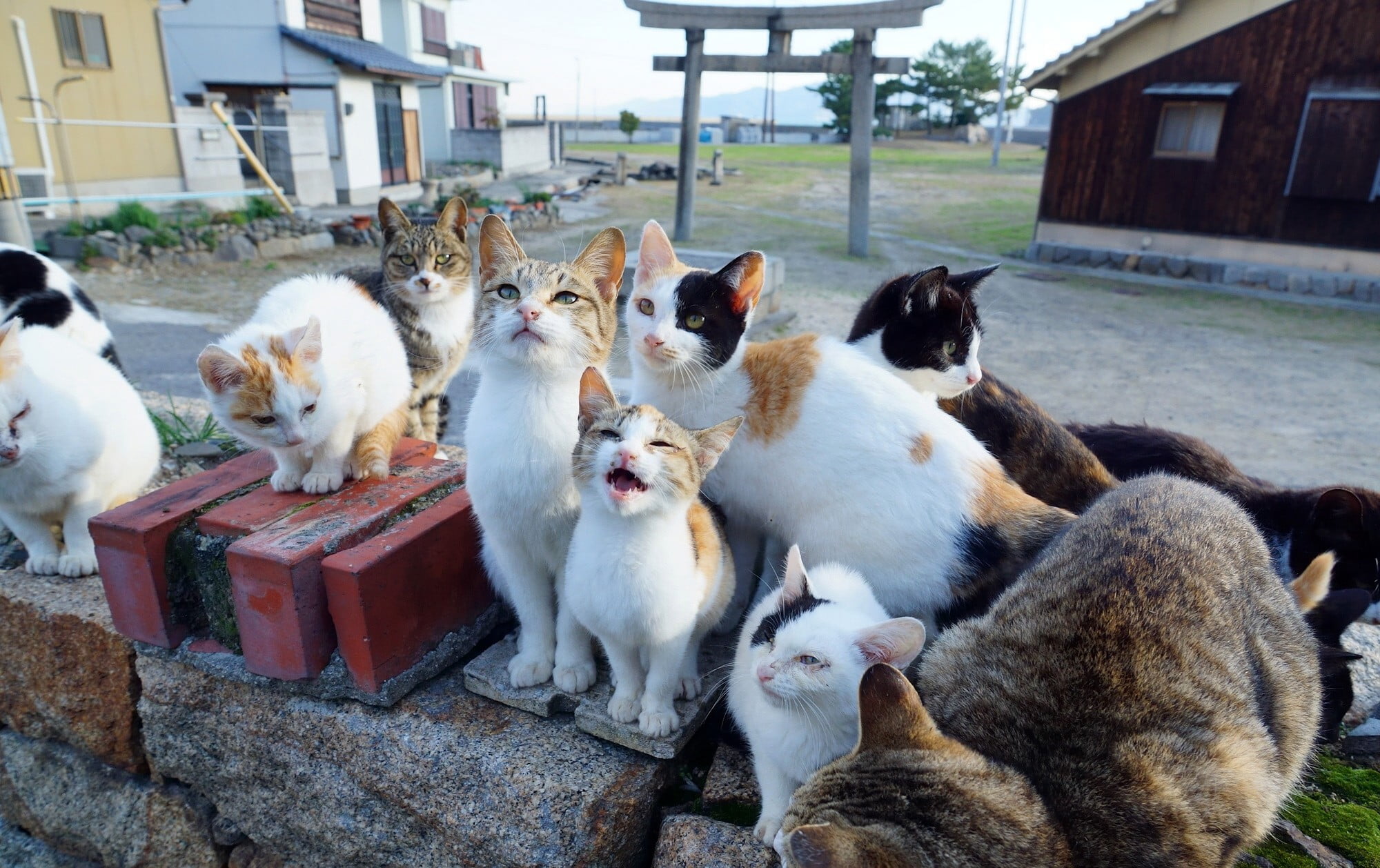 photography, mouth open, animals, house, animal, animal themes, nature, outside, cat, no people, cats, feline, vertebrate, medium group of animals, built structure, HD Wallpaper