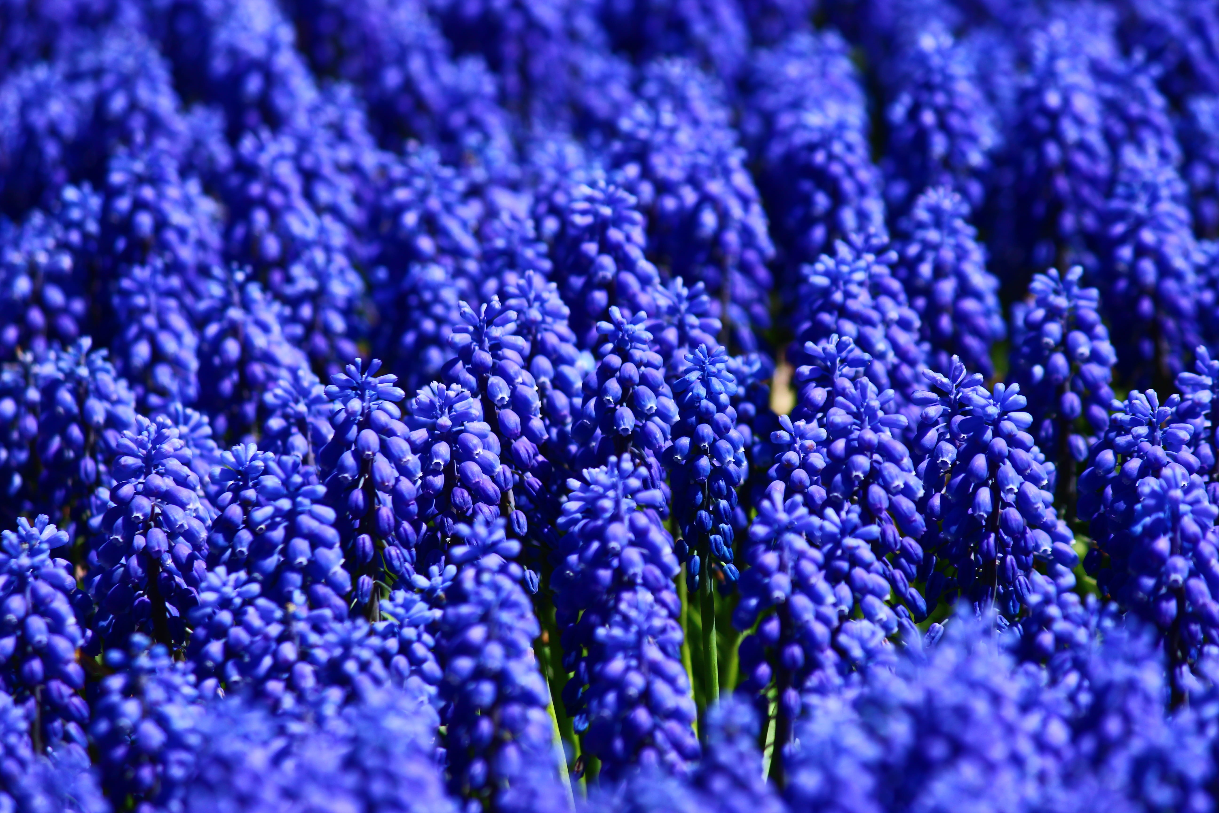 close-up, day, flower head, Flower, purple, nature, macro, growth, full frame, abstract, pattern, sea, freshness, blue, land, magnification, the flower of suffering, HD Wallpaper