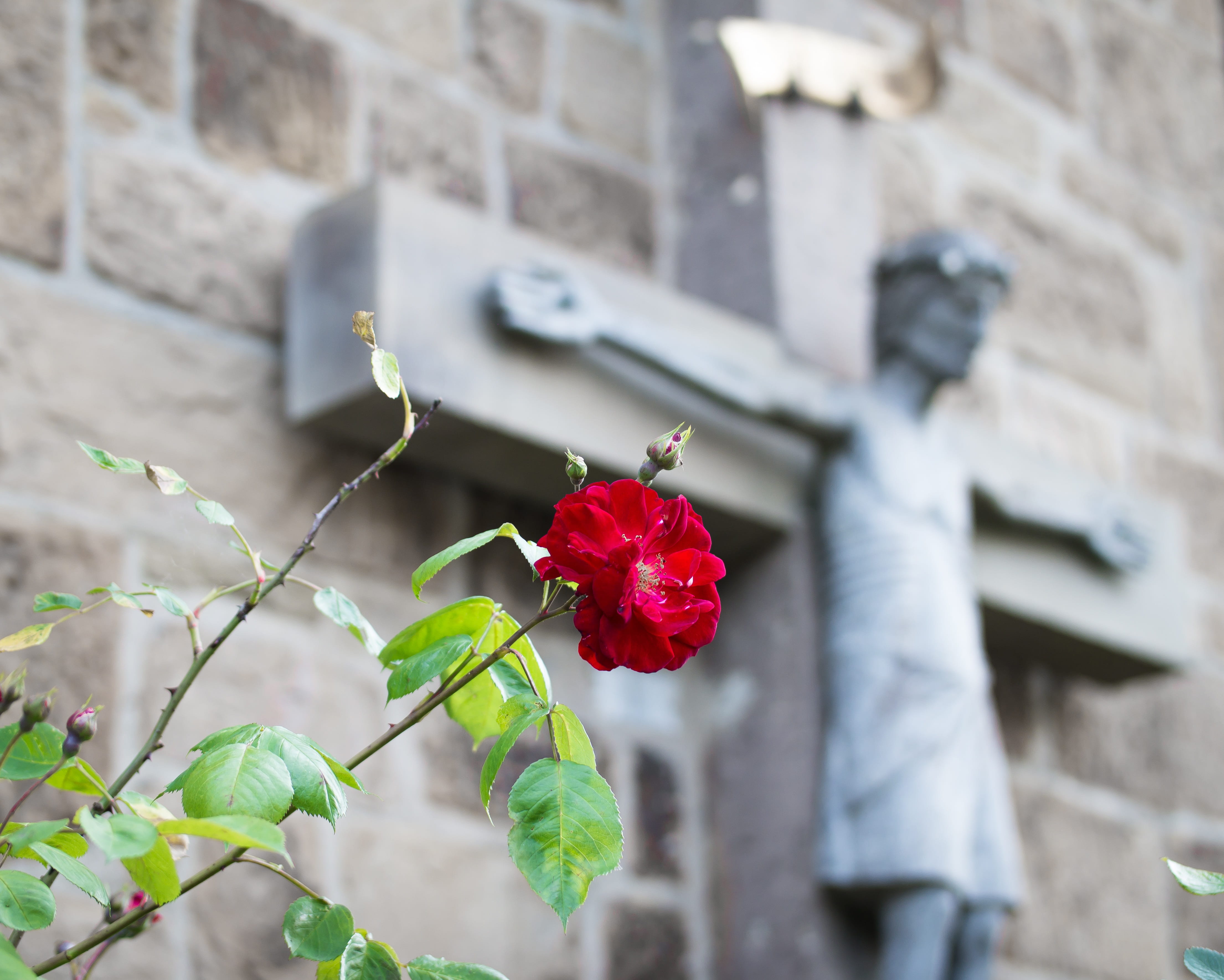 focus on foreground, red, christ, no people, christianity, petal, plant, building exterior, rose - flower, jesus, growth, freshness, flower head, christian, HD Wallpaper