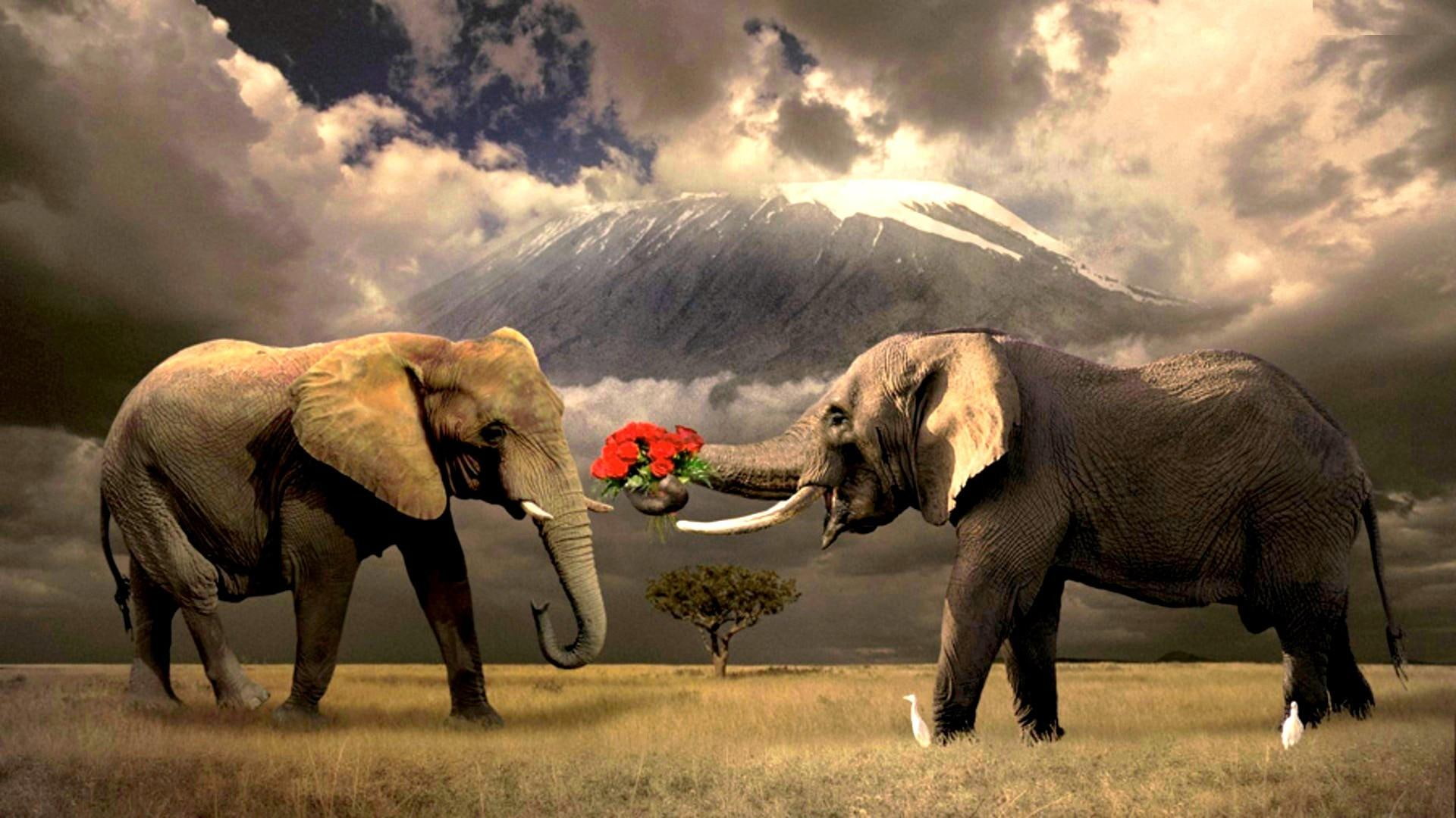 forest, field, animals, 1080P, wild, birds, elephants, love, gigantic, flowers, HD Wallpaper