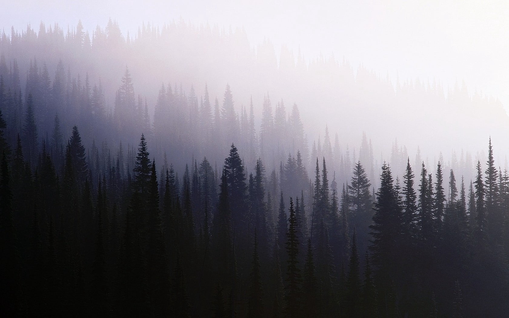 blue, silhouette, morning, trees, sunlight, coniferous, non-Urban Scene, backgrounds, scenics, mountain, outdoors, white, tranquility, wood, travel, tree, HD Wallpaper