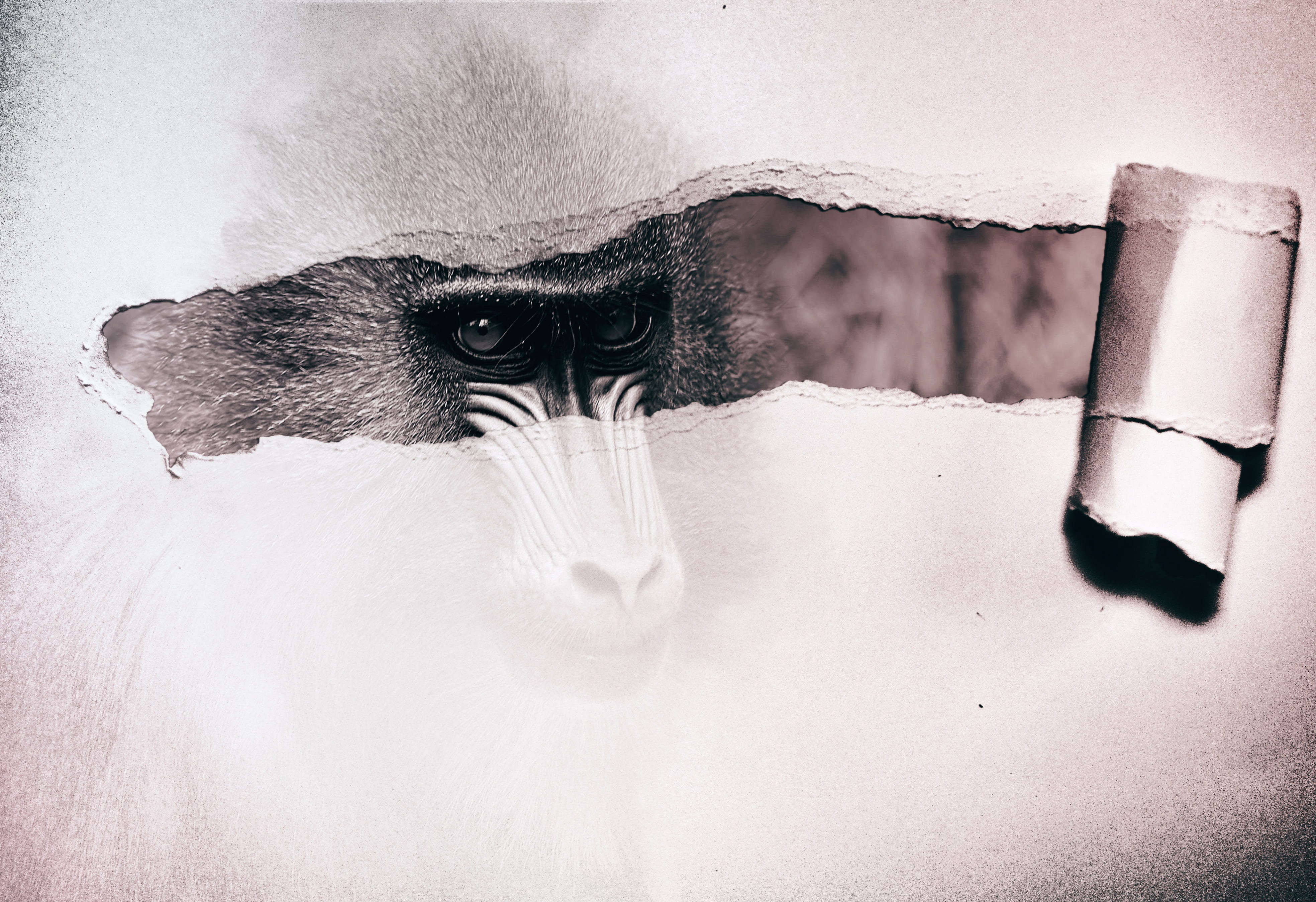 photoshop art, body part, pets, close-up, domestic animals, animal themes, looking at camera, animal eye, paper, 4K, photo montage, digital photo montage, HD Wallpaper