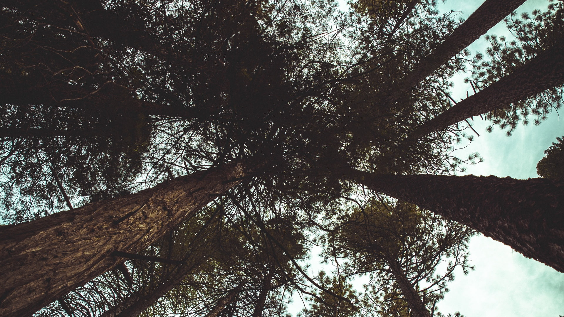 trees, worms eye view, bottom view, huge trees, 1080P, landscape, HD Wallpaper