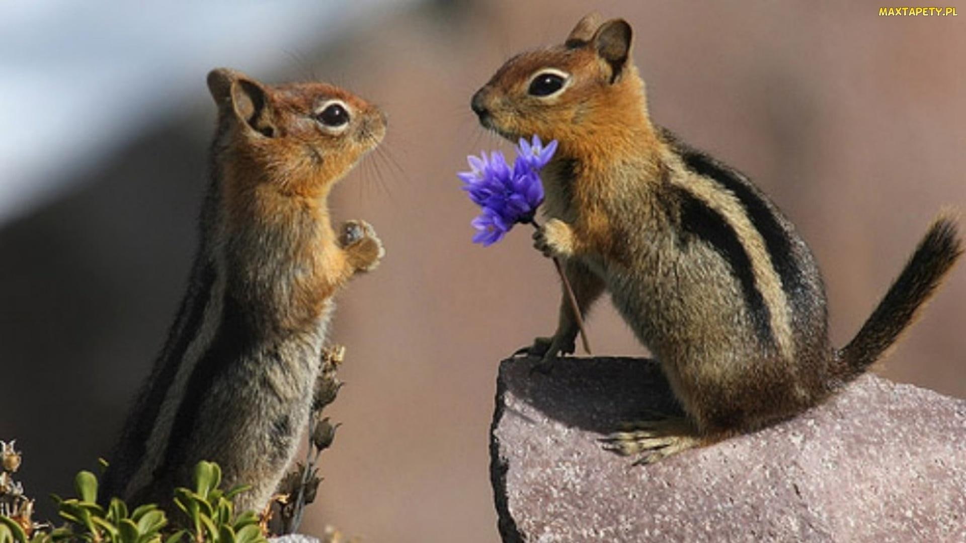 squirrels, love, 1080P, photography, animals, HD Wallpaper