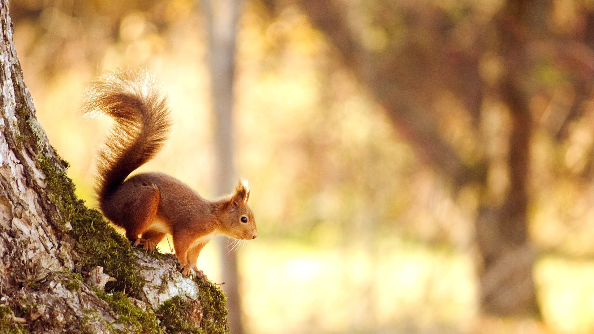 squirrel, 1080P, HD Wallpaper
