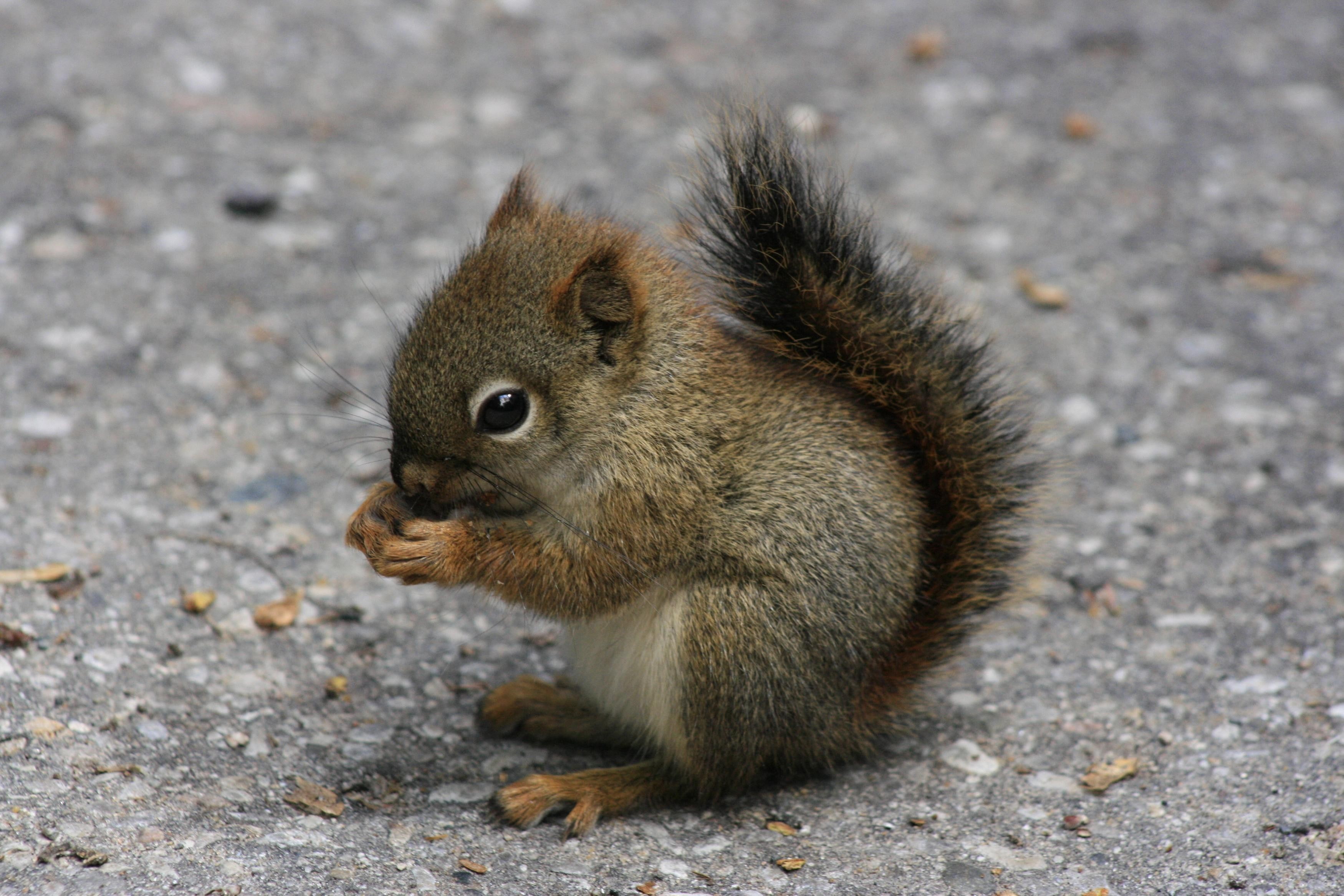 baby animals, 2K, animals, squirrel, HD Wallpaper