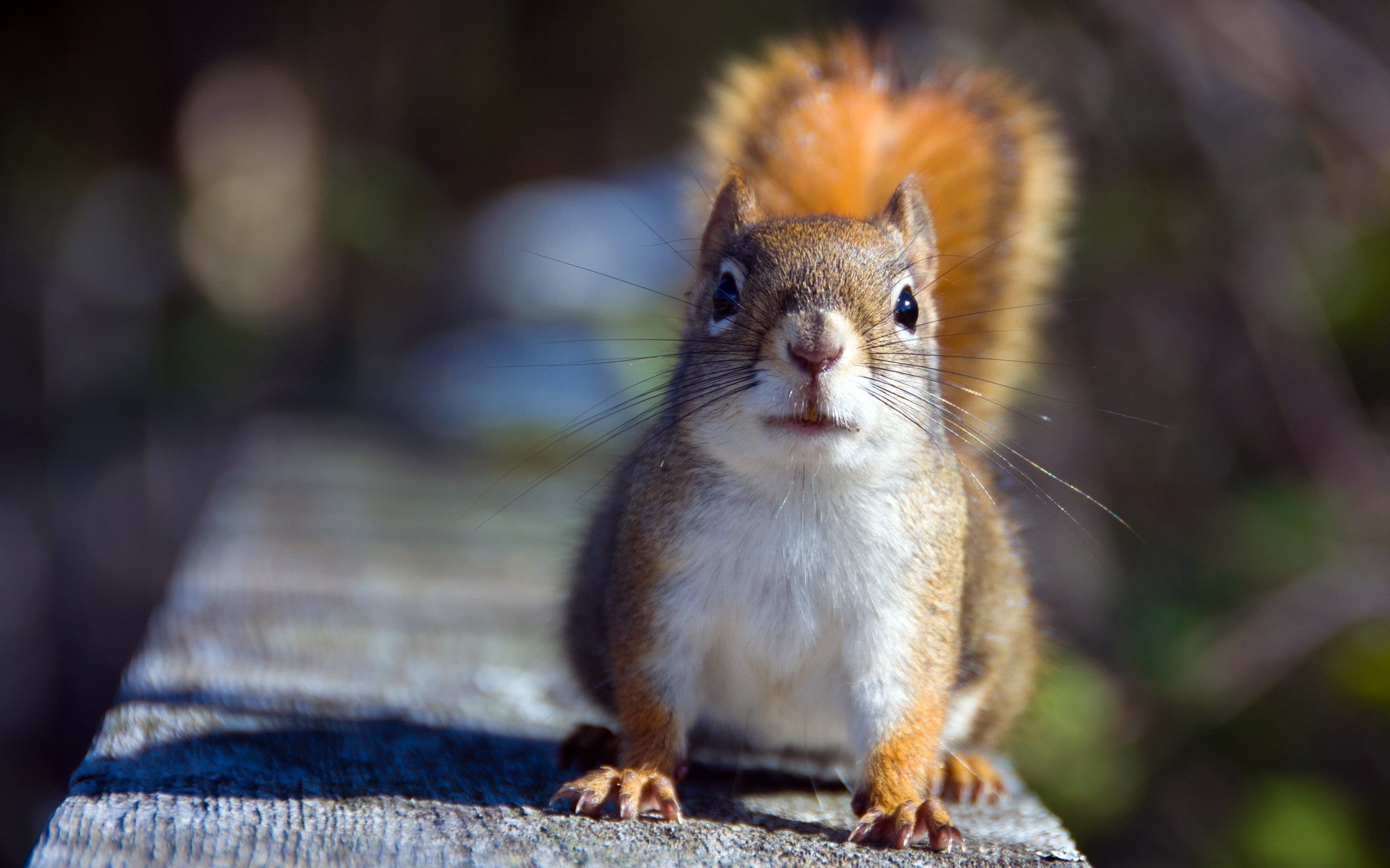 squirrel, 2K, animals, HD Wallpaper