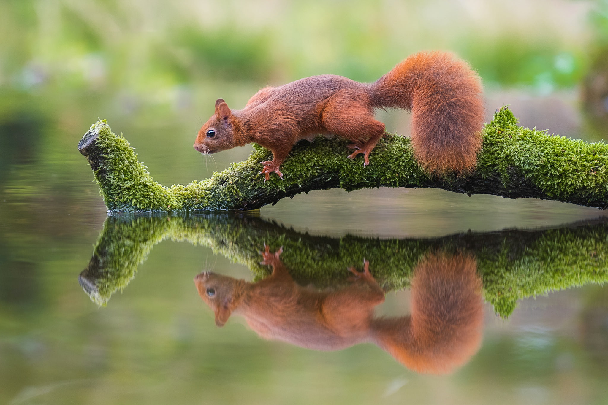 nature, 1080P, animals, squirrel, reflection, water, HD Wallpaper