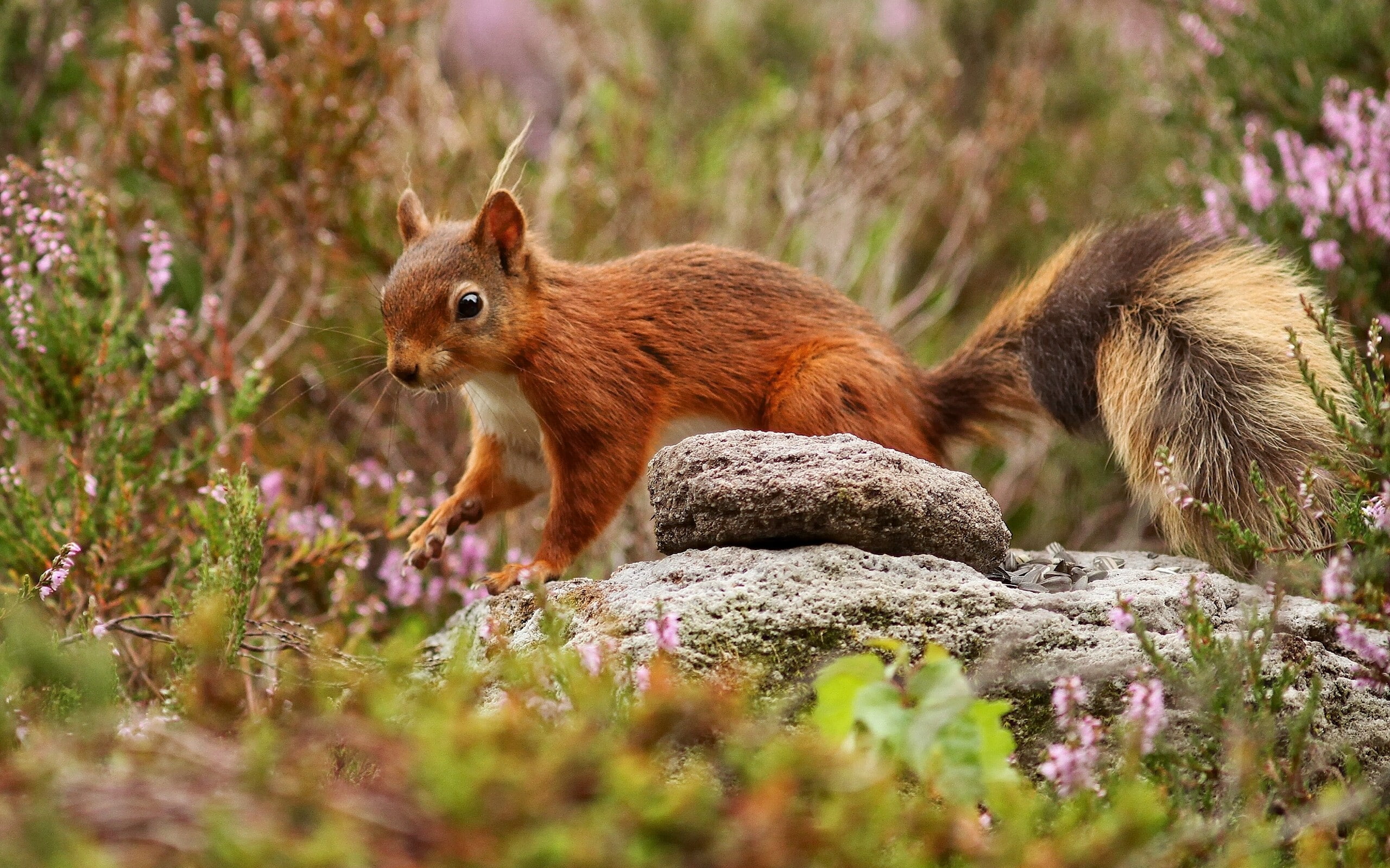 2K, mammals, nature, wildlife, squirrel, animals, HD Wallpaper
