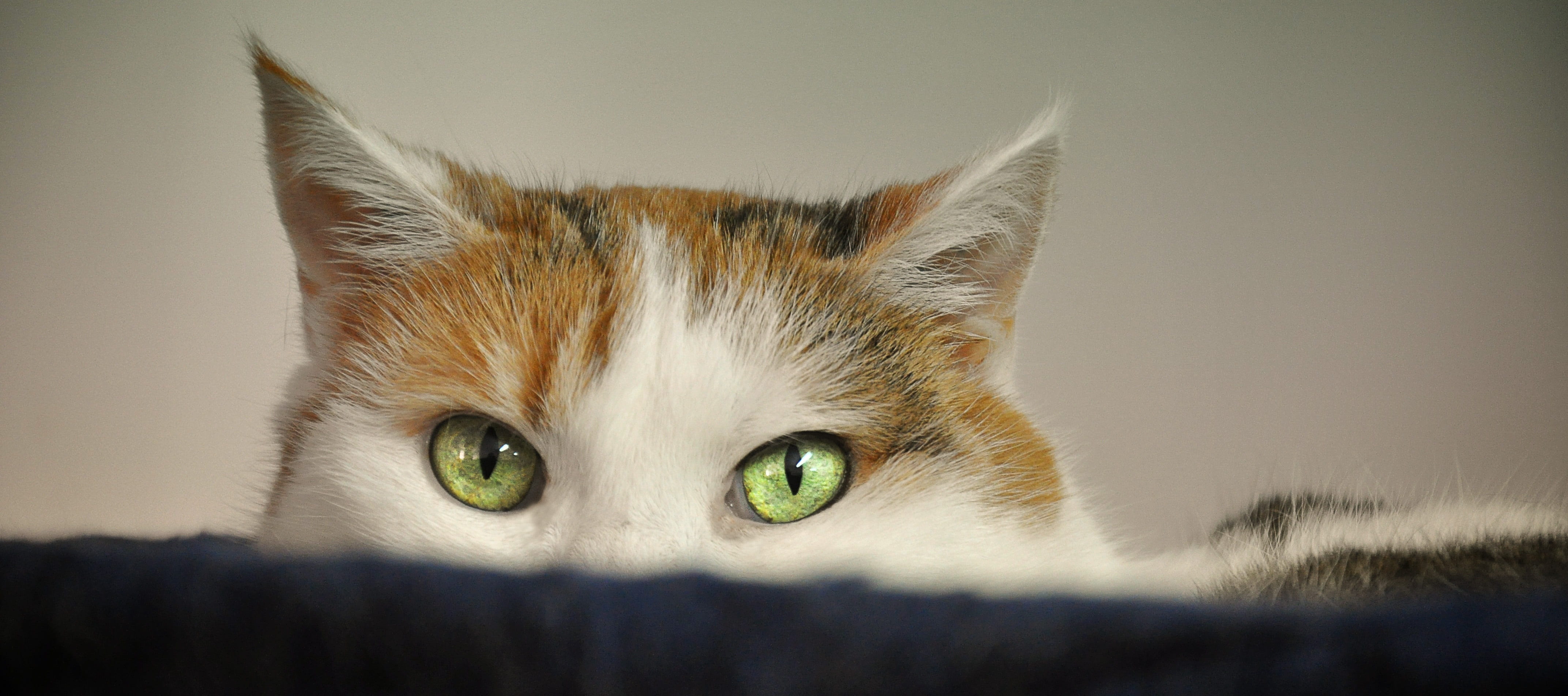 one animal, no people, mammal, nature, cat portrait, tabby, feline, annoyed, body part, animal head, animal world, pet, expression, looking at camera, animal welfare, HD Wallpaper