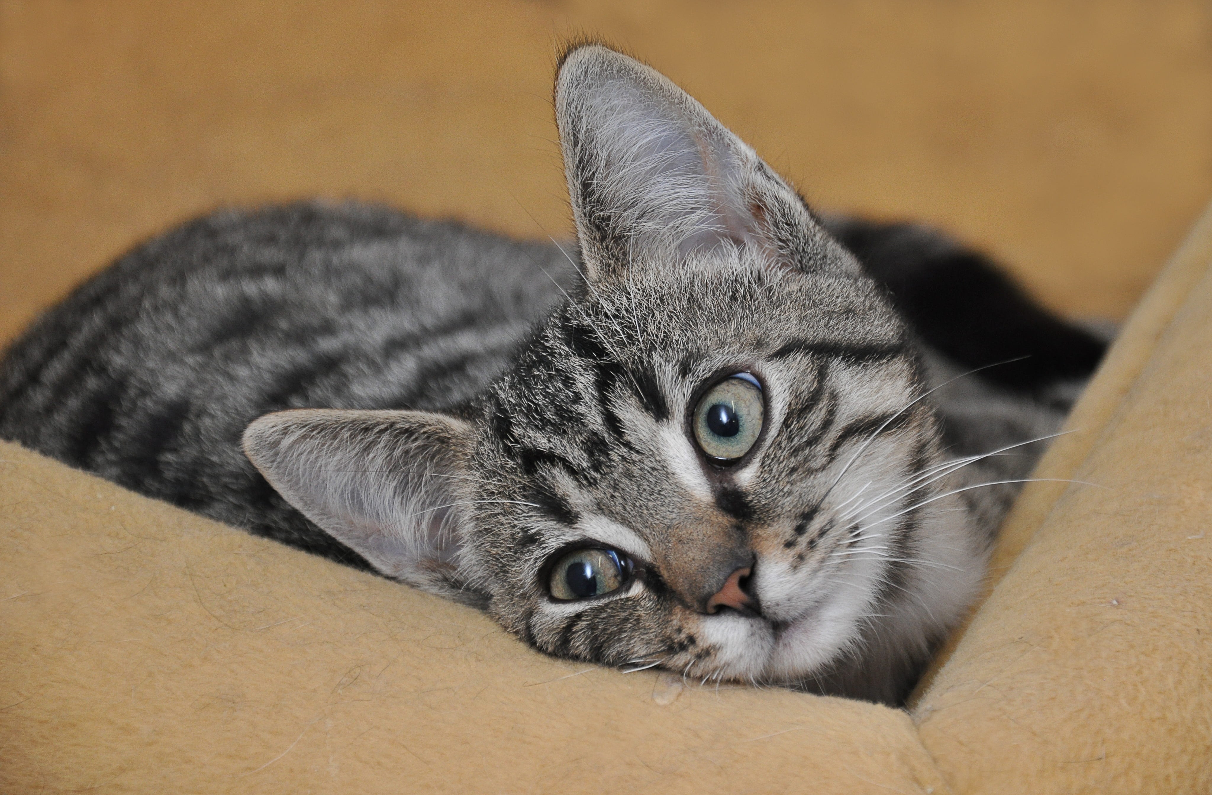one animal, domestic cat, animal welfare, close-up, pet, feline, grey, adidas, relaxation, no people, sweet, dear, animal eye, kitten, animal themes, clean, HD Wallpaper