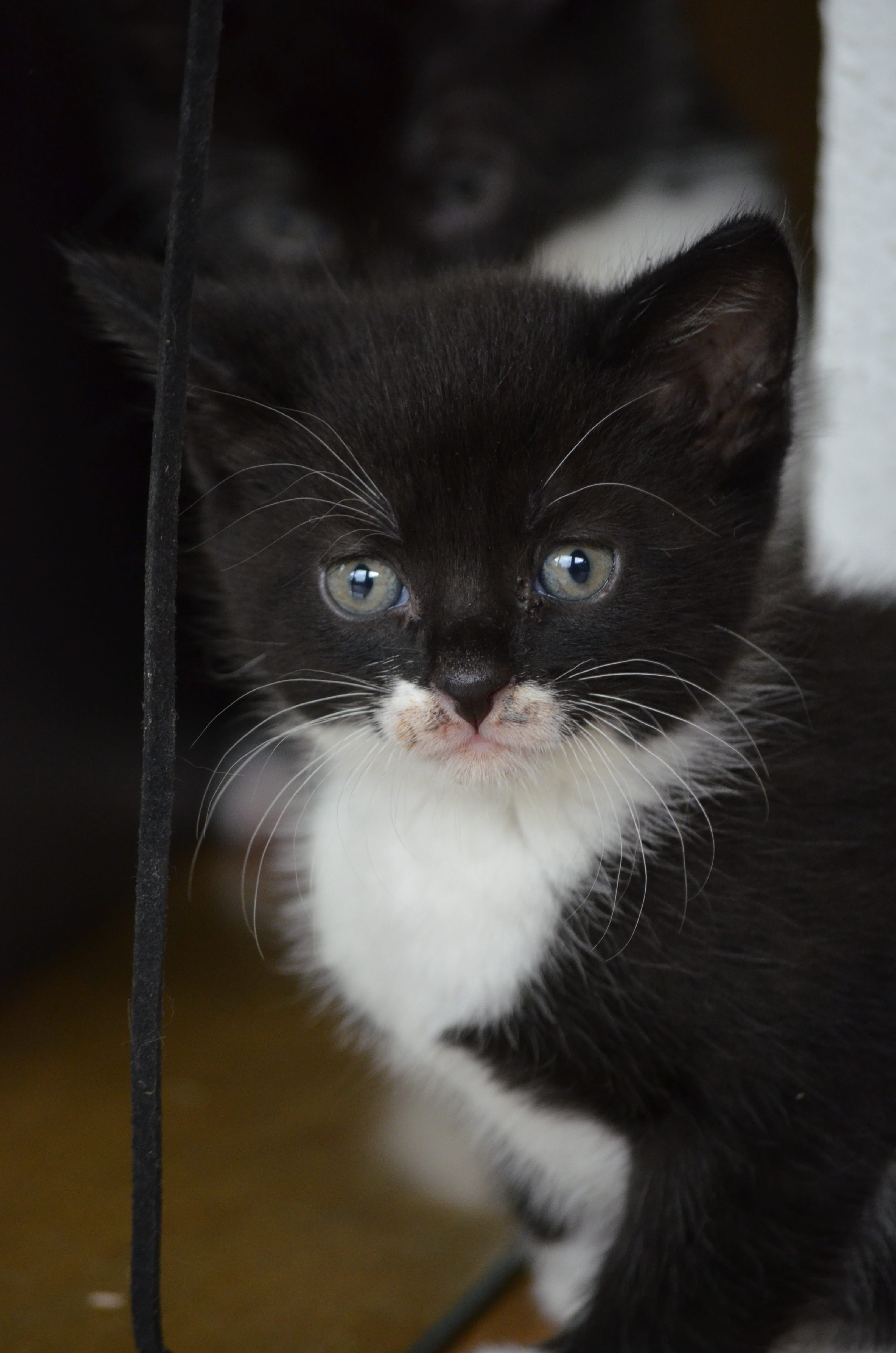 frack, baby, feline, nature, cat, animal welfare, indoors, no people, pet, mammal, black color, domestic, pets, animal eye, portrait, close-up, vertebrate, Phone HD Wallpaper