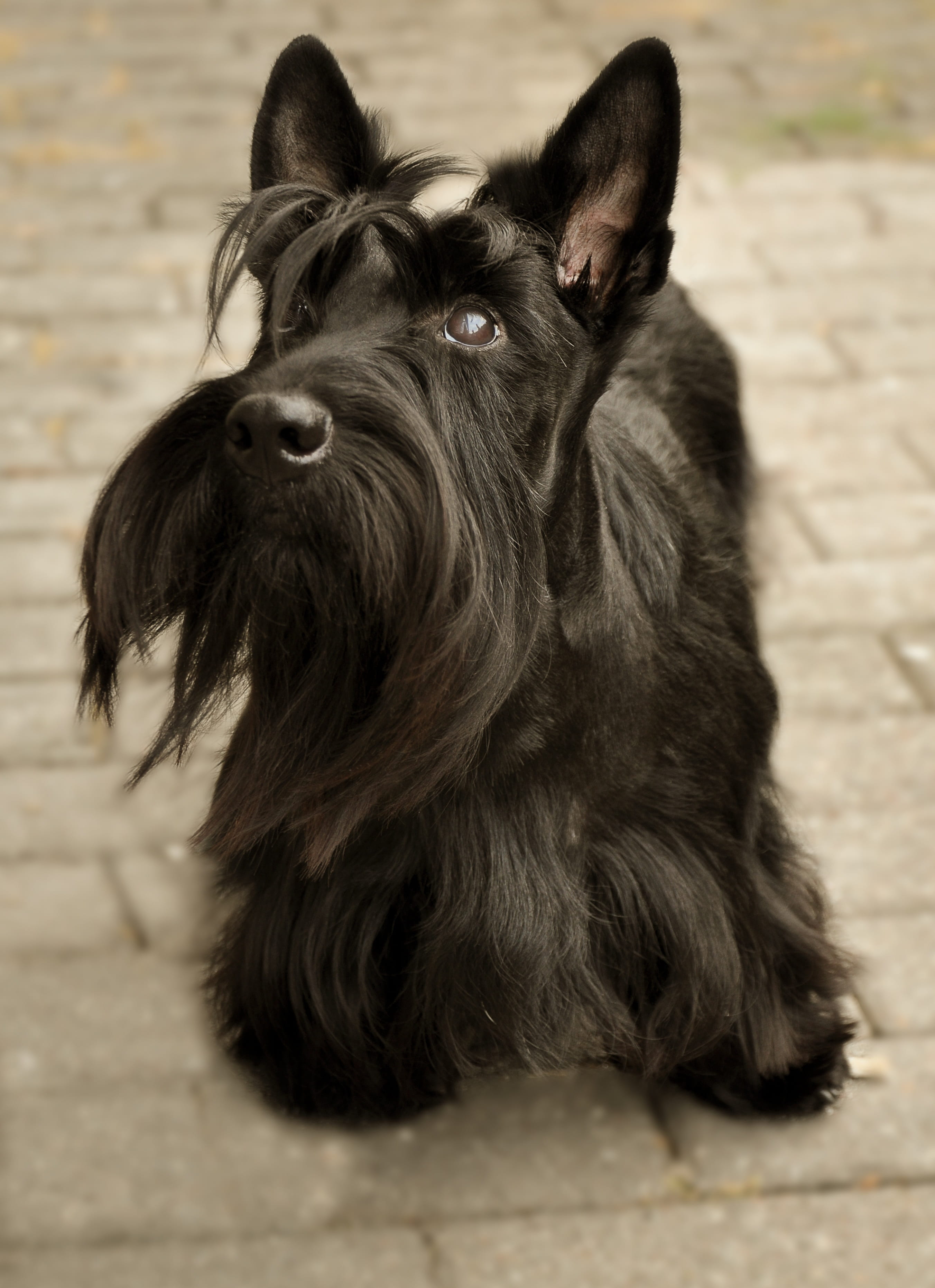 one animal, scottish terrier, animal, small dog, mammal, attention, 2K, dog face, portrait, no people, nature, domestic, knuffig, canine, black color, Phone HD Wallpaper