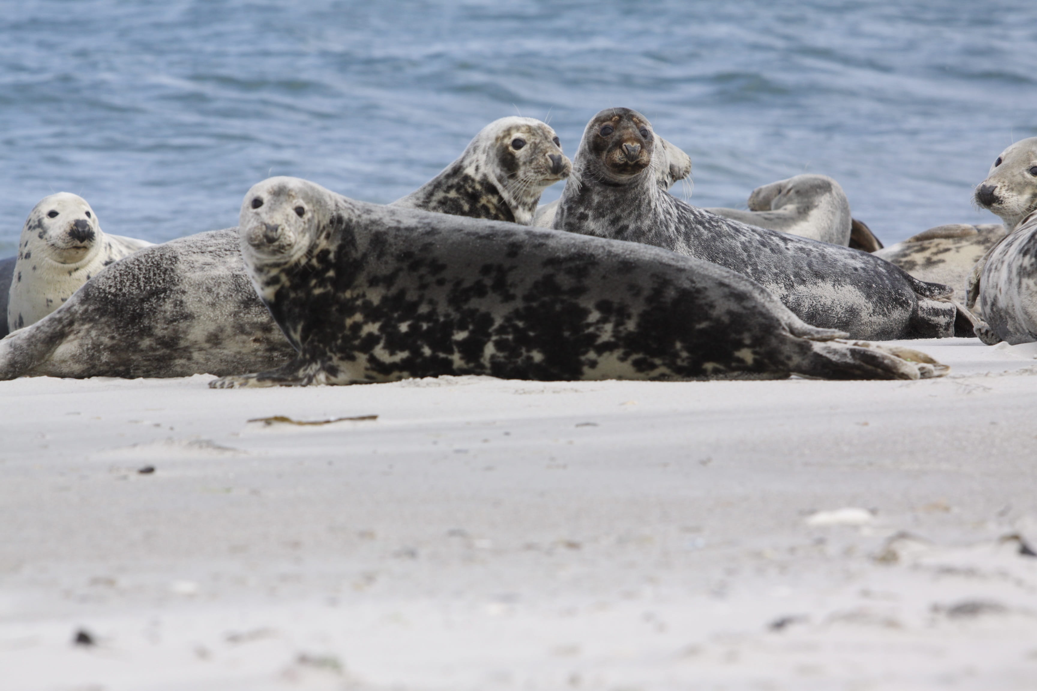 swim, selective focus, water creature, seal, animal wildlife, nature, animals in the wild, marine life, water, sand, beach, helgoland, no people, day, lake, HD Wallpaper