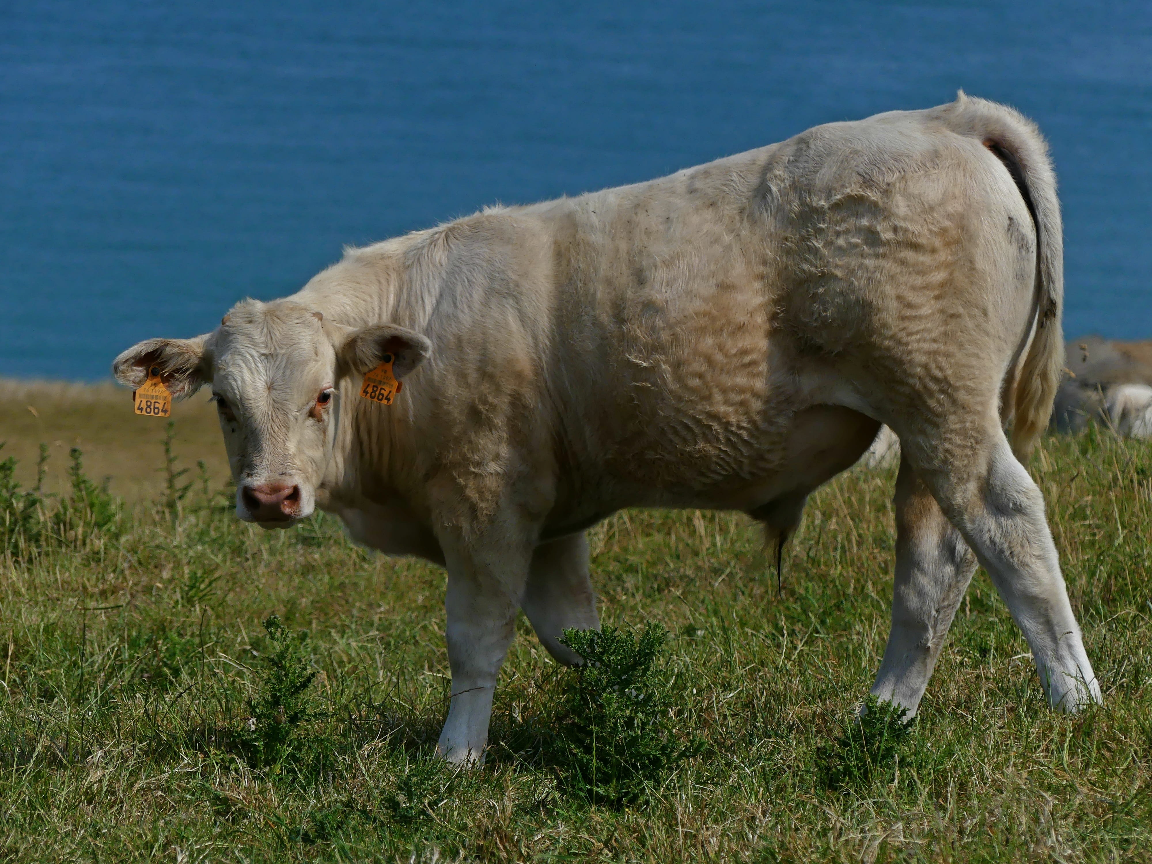 mammal, domestic, Animal, cattle, pasture attitude, wheel, bull, tierhaltung welfare, cattle breeding, Livestock, young animal, vertebrate, grass, outdoors, HD Wallpaper