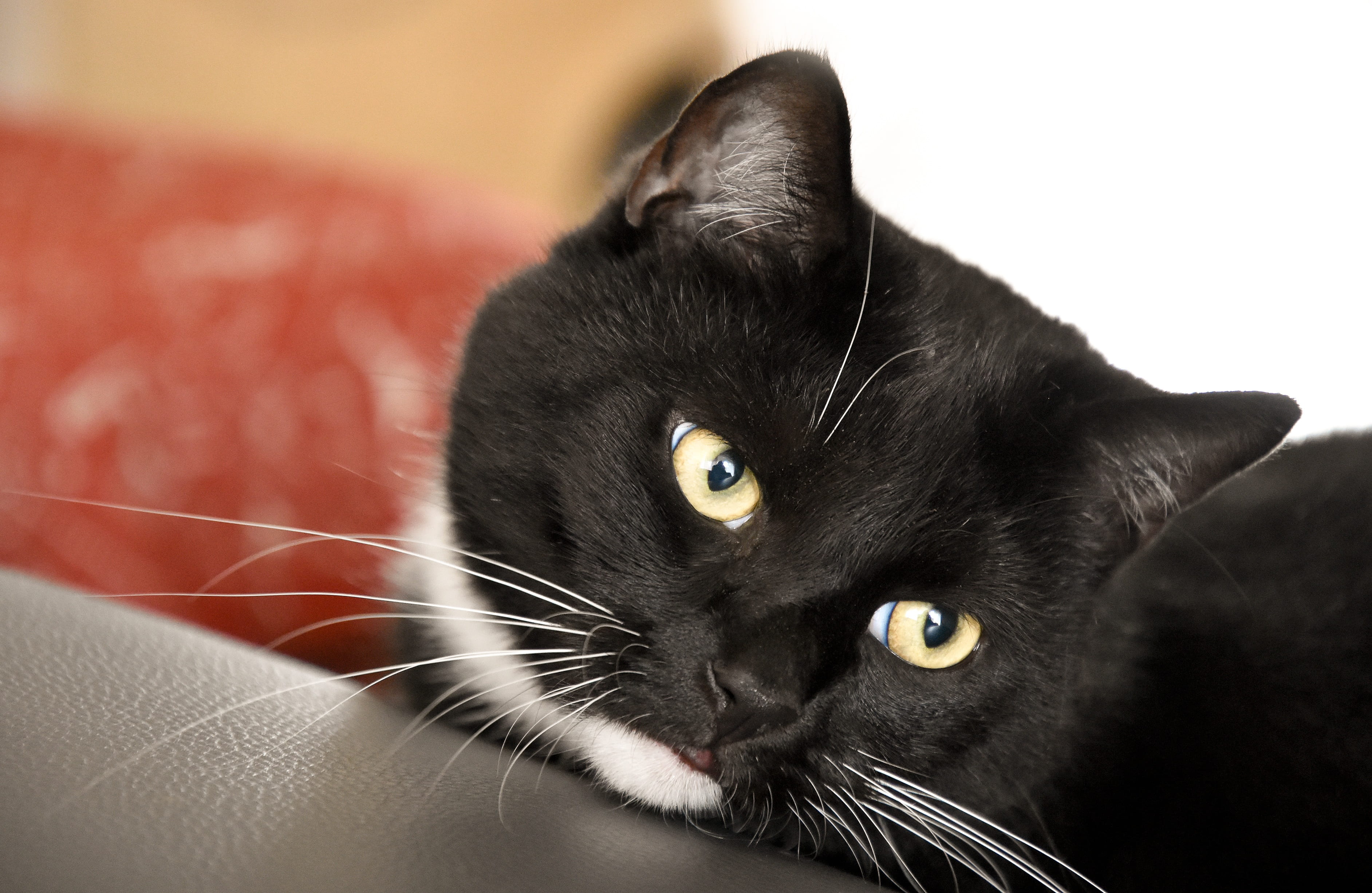 vertebrate, nature, pet, pets, surface, animal eye, hangover watched, close, watch, looking at camera, cat face, mammal, no people, attention, animal head, HD Wallpaper