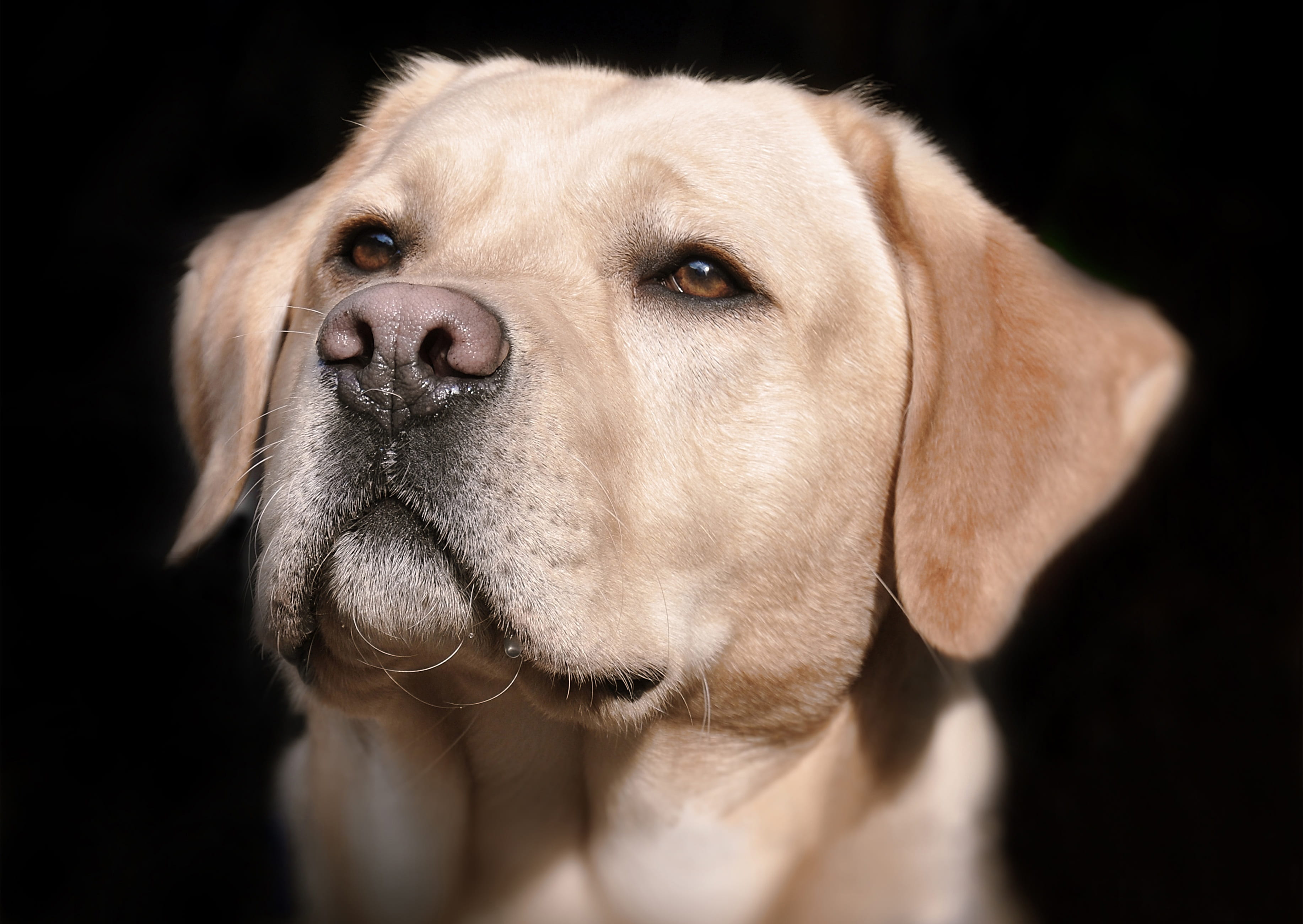 close, pets, dog look, domestic dog, snout, fur, dear, dogs nose, domestic, head, studio shot, one animal, photo, bright coat, view, male, pet, domestic animals, HD Wallpaper