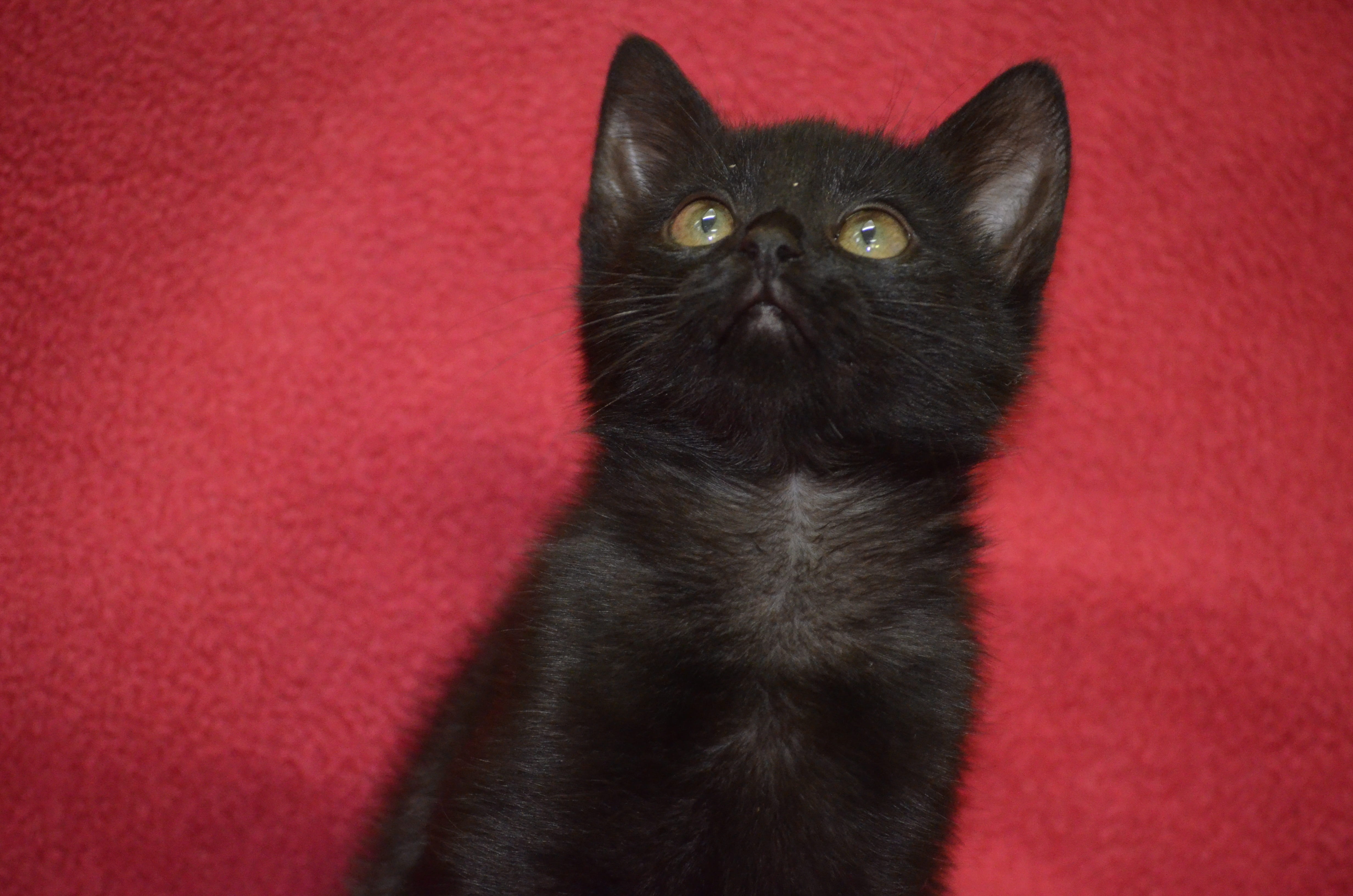 baby, pets, animal eye, red black, no people, indoors, domestic animals, evil, colored background, animal body part, looking at camera, 4K, kitten, feline, HD Wallpaper