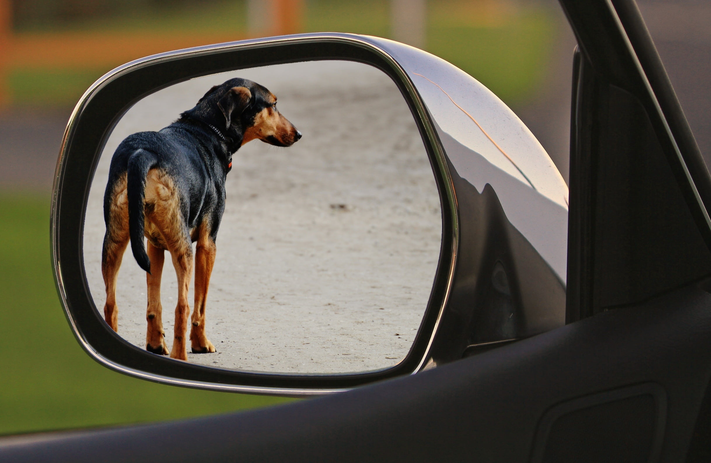 motor vehicle, animal welfare, kelpie, animal themes, tan, expose, canine, mammal, no people, vertebrate, 1080P, car, mode of transportation, domestic, HD Wallpaper