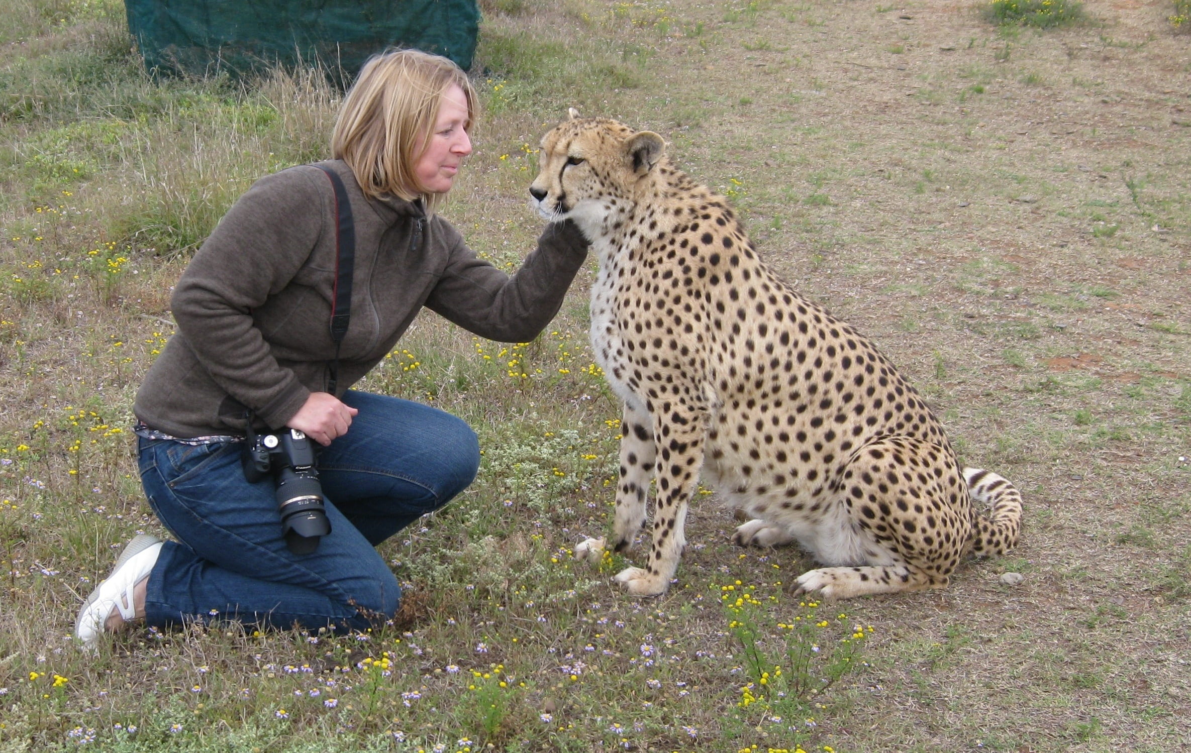 jacket, spotted, photographer, full length, stroke, cheetah, tame, squat, cat, experience, knees, mammal, wild animal, africa, holding, one animal, person, HD Wallpaper