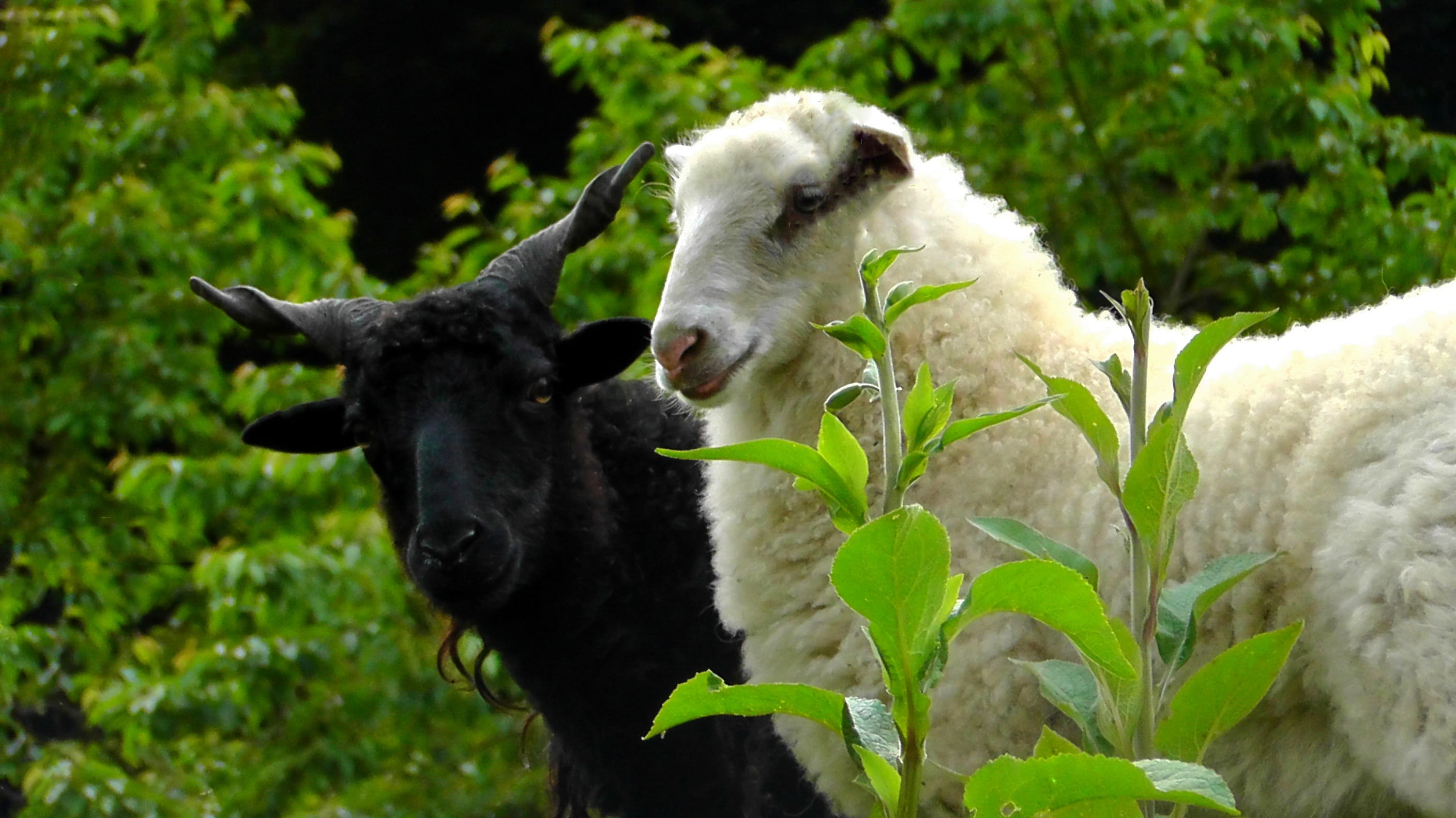 paarhufer, livestock, black sheep, togetherness, grass, vertebrate, ungulate, nature, two animals, pasture, mammal, tierhaltung welfare, animal wildlife, HD Wallpaper