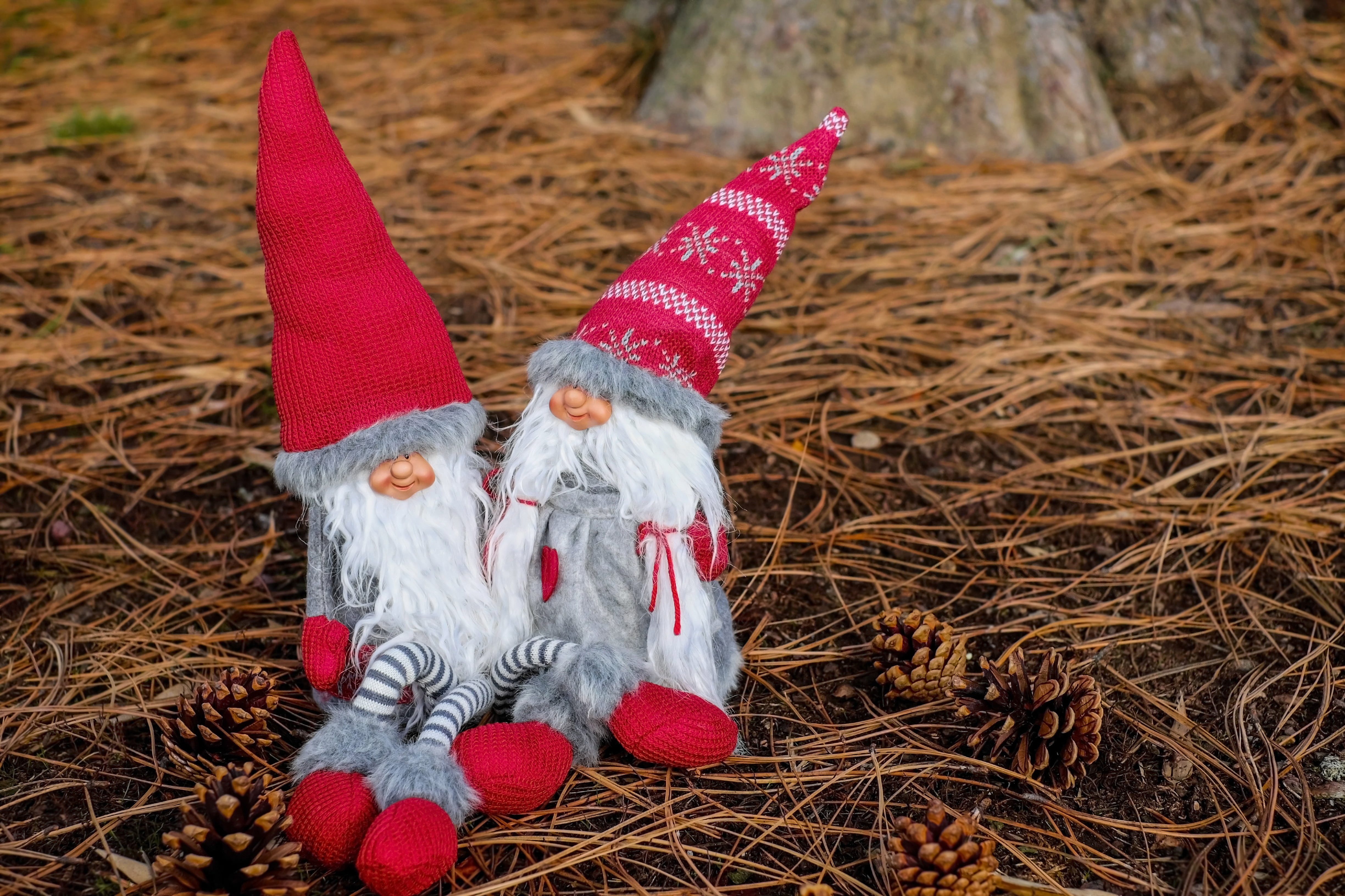 plant, fun, childhood, celebration, limb, human body part, pets, child, christmas, imp, no people, gnome, pair, gray, cultures, red, cute, animal themes, HD Wallpaper
