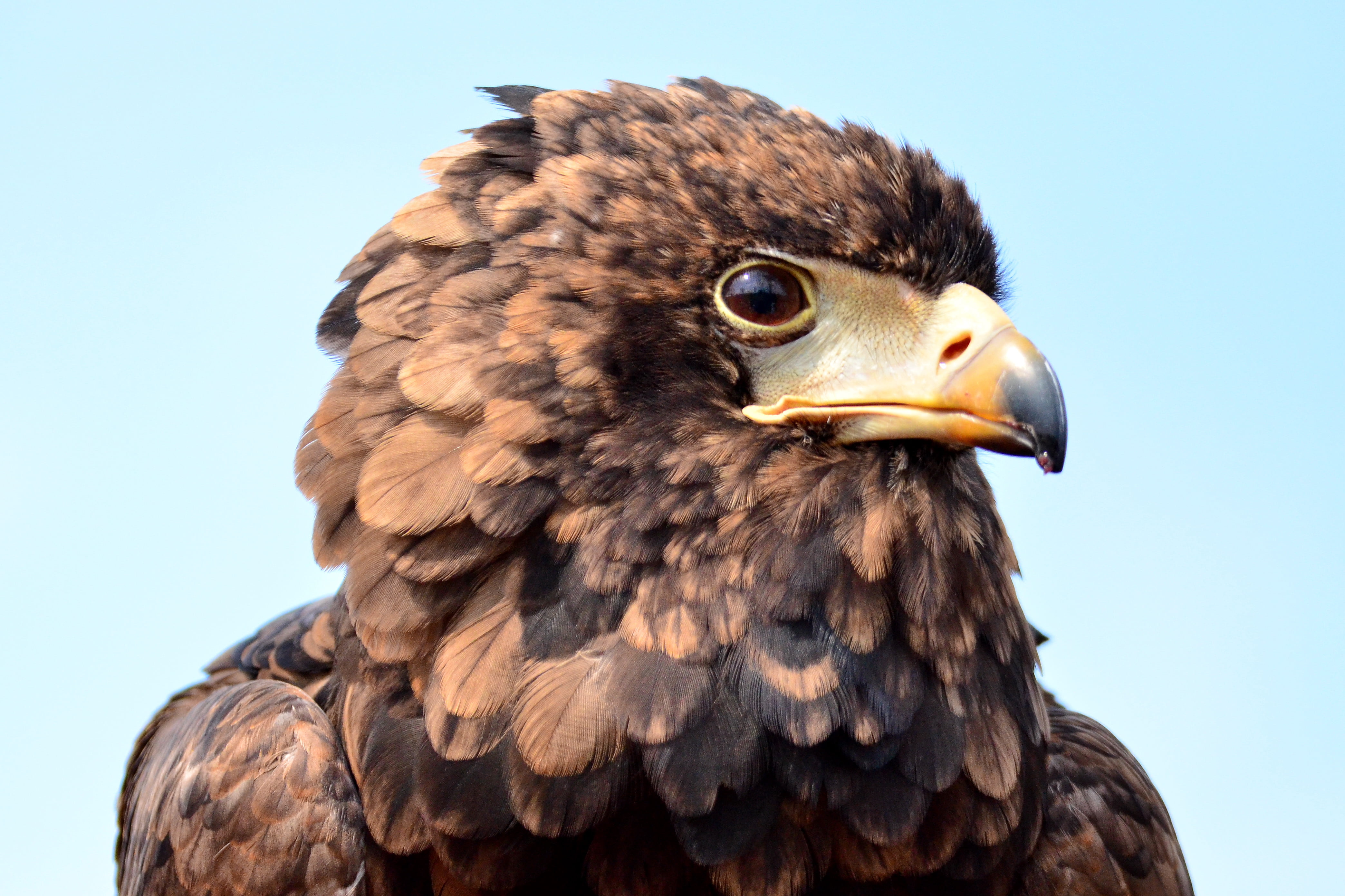 4K, Zoological-Gardens, wildlife, eagle - Bird, ワシ, bird of Prey, Zoological Gardens, Nikon  D5100, Animals, Show, brown, TAMRON, Photograph, ズ, nature, HD Wallpaper