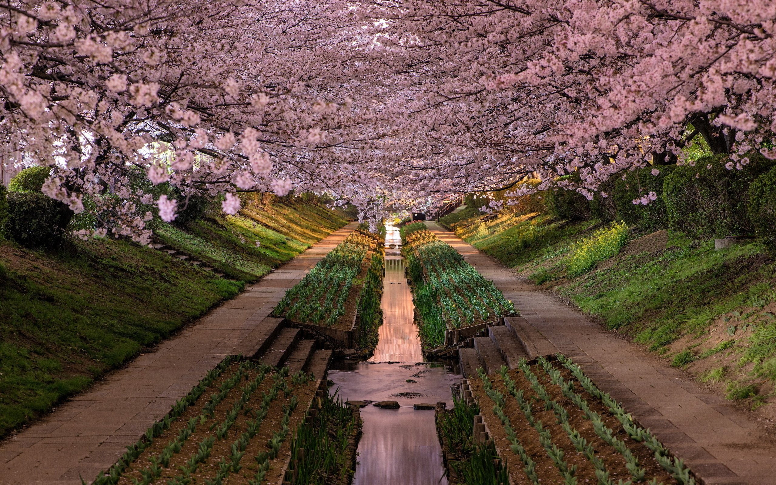 park, flower, garden, blossom, 2K, yokohama, HD Wallpaper