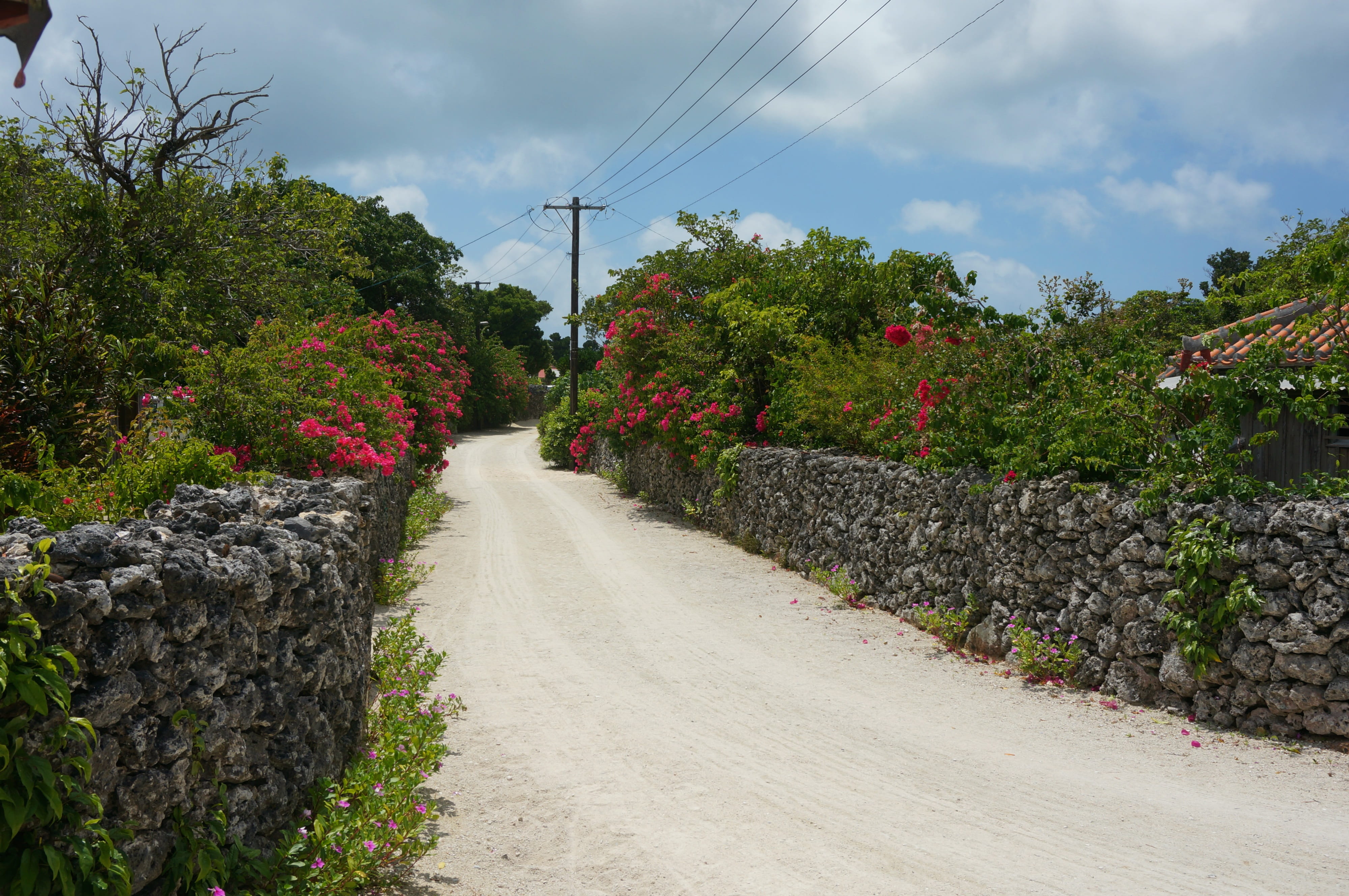 traditional, flower, plant, landmark, power supply, nature, famous, landscape, transportation, sky, tree, street, cloud - sky, tradition, okinawa, asia, HD Wallpaper