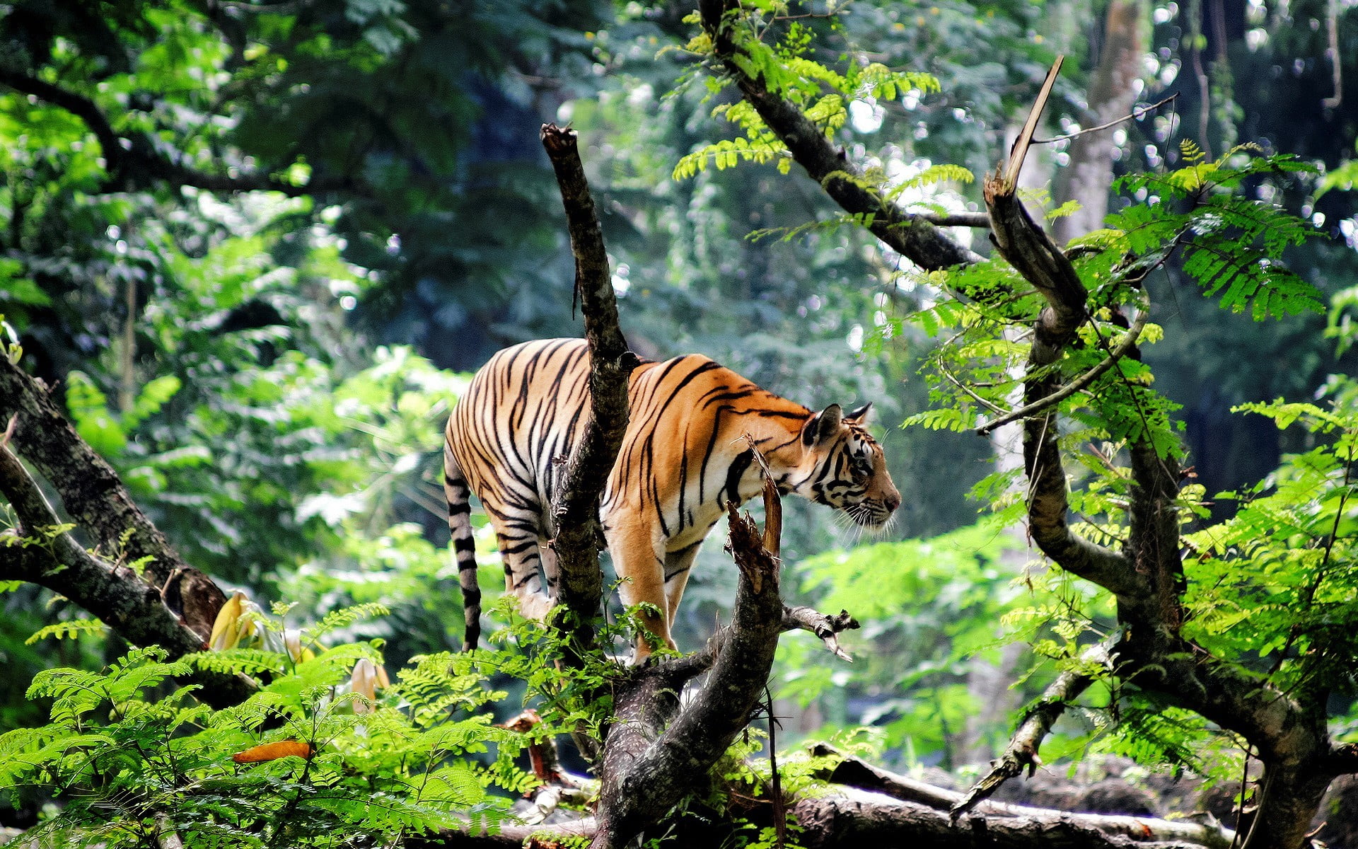 brown, tiger, feline, plants, no people, nature, tree, growth, bird, forest, 1080P, one animal, animal themes, plant, trees, animal wildlife, black, big cats, HD Wallpaper